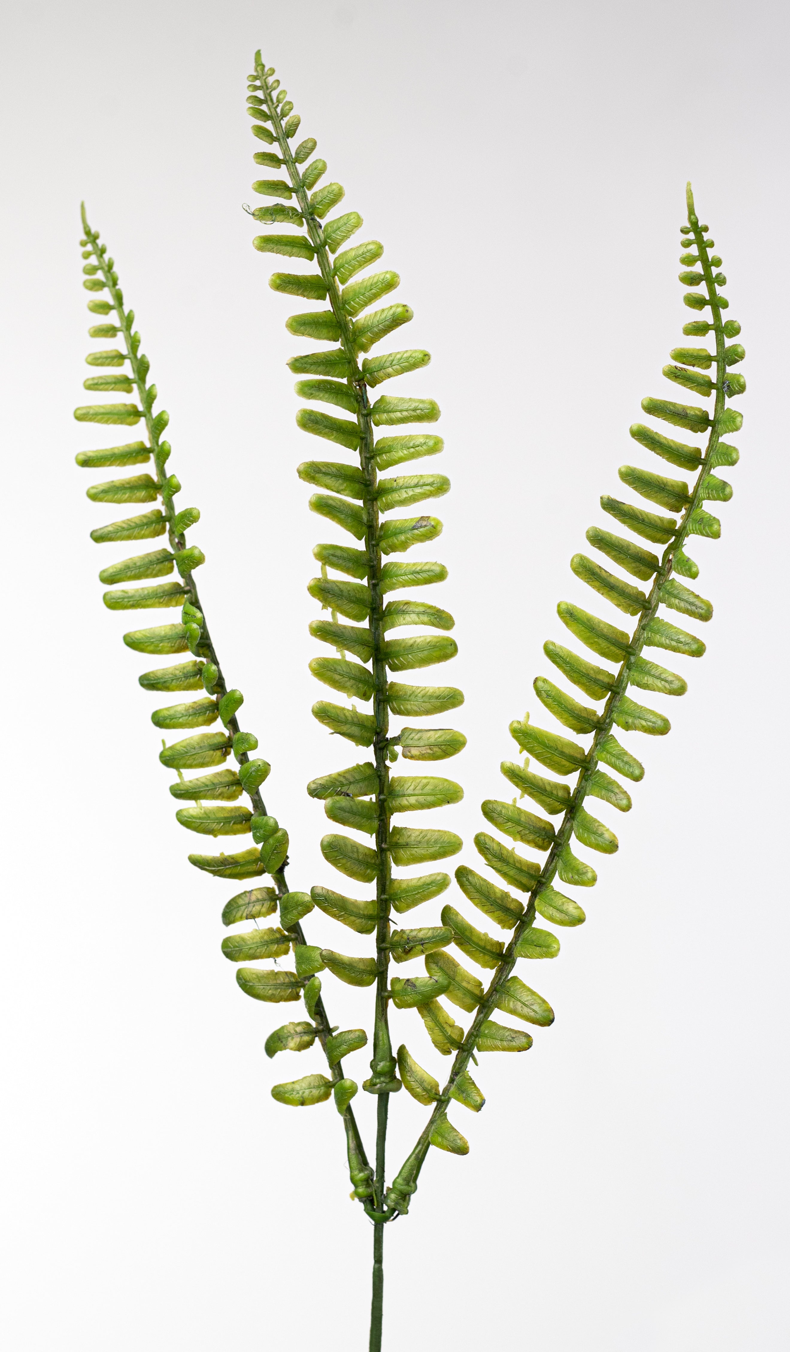 17" Plastic Fern Fronds Bush (7 Stem)