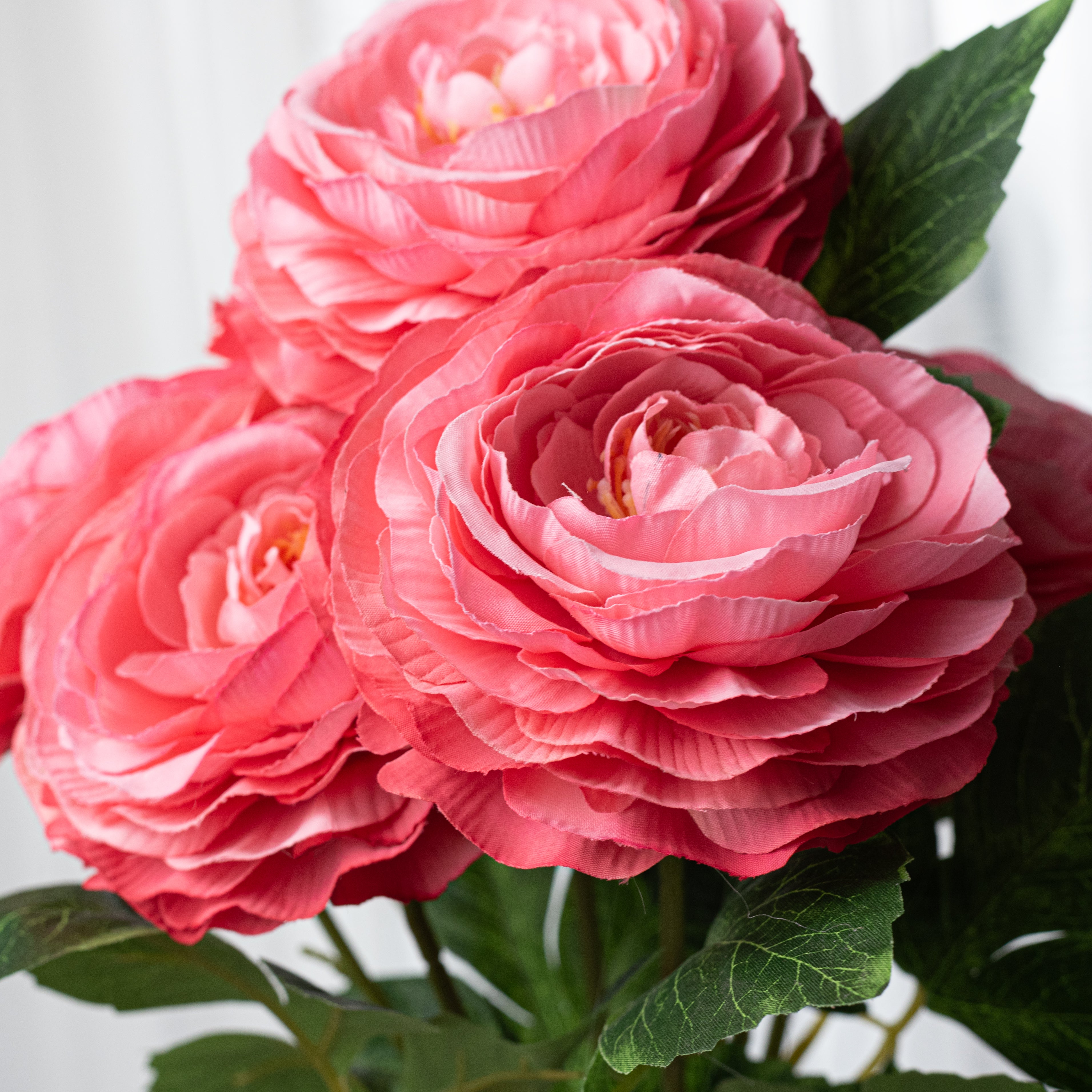 19" Ranunculus Bush: Hot Pink (6 Stem)