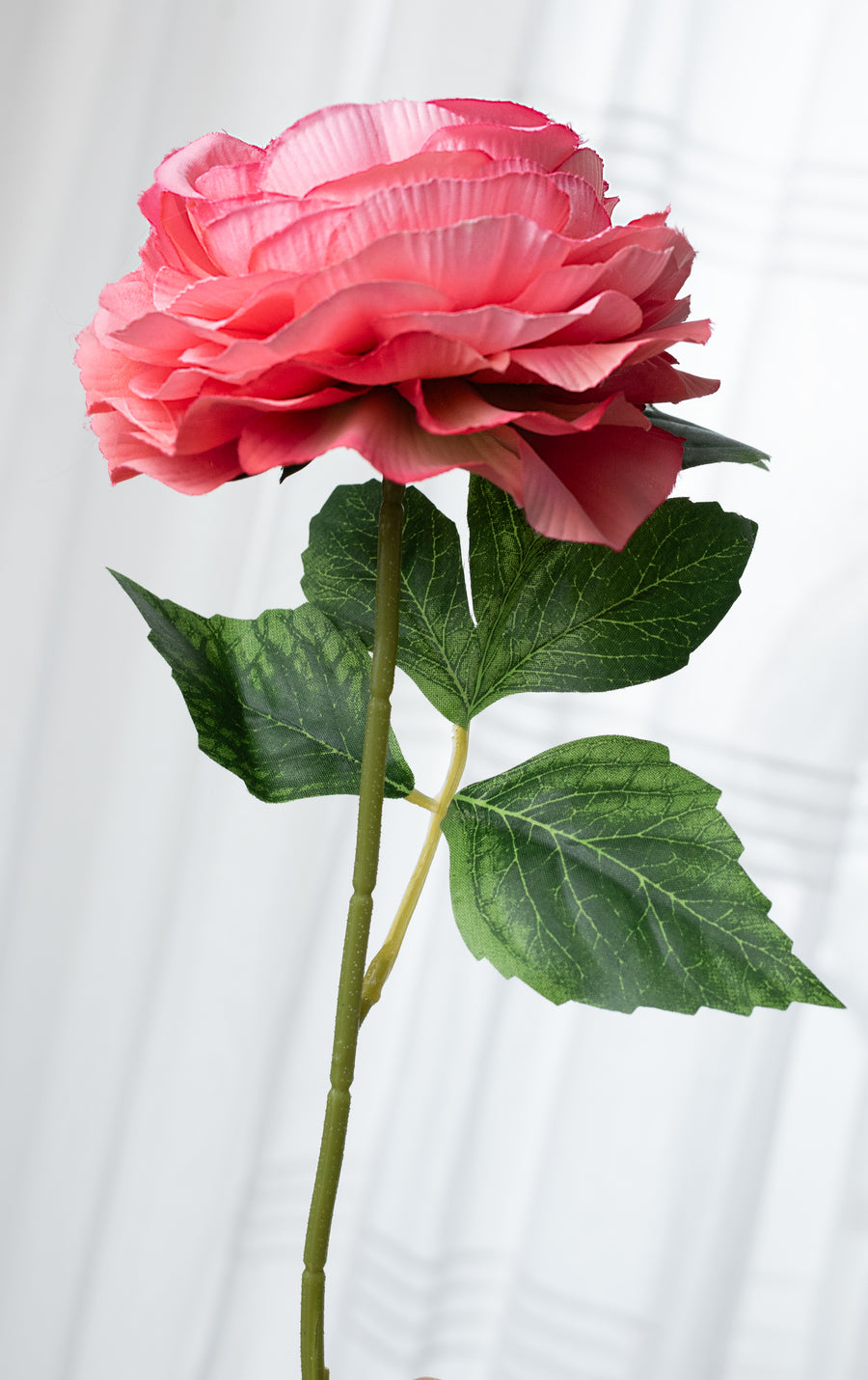 19" Ranunculus Bush: Hot Pink (6 Stem)
