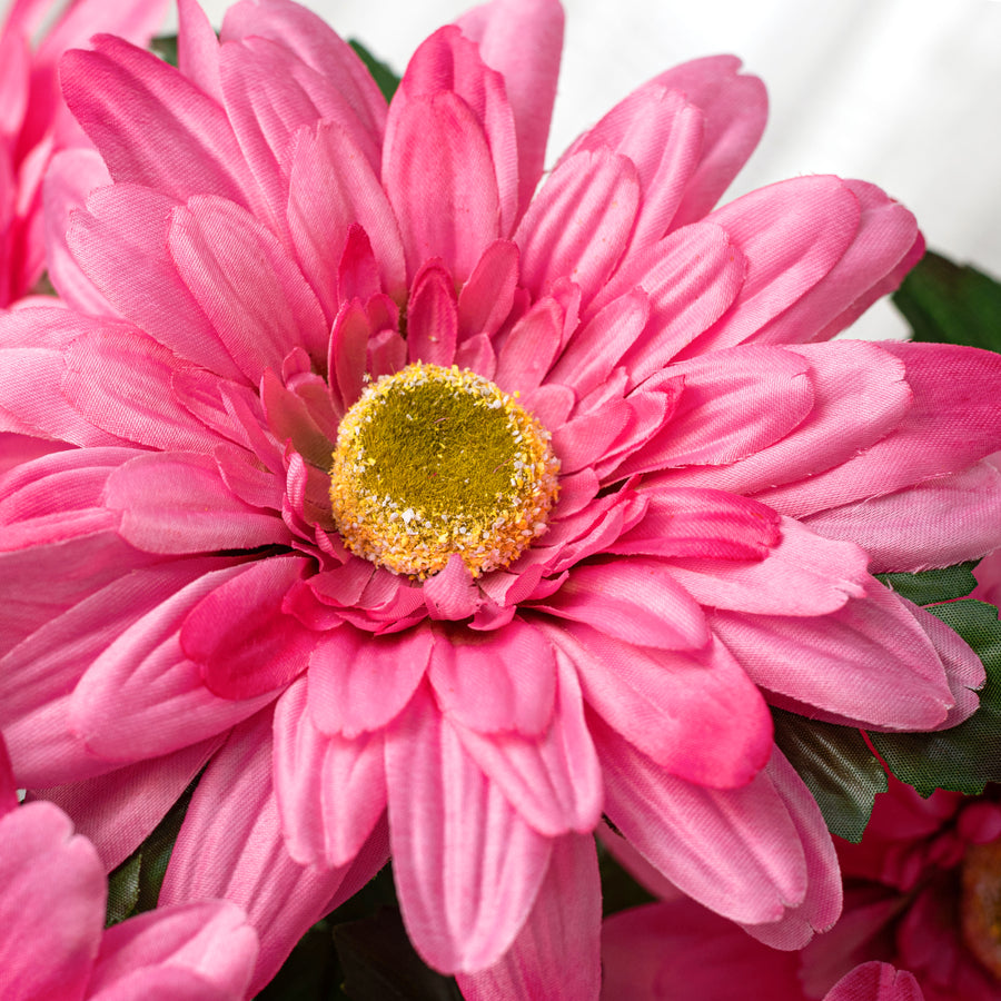 20" Gerber Daisy Bush: Bright Pink (5 Stem)