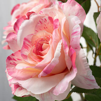 20" English Rose Bush: Variegated Pink & Cream (6 Stem)