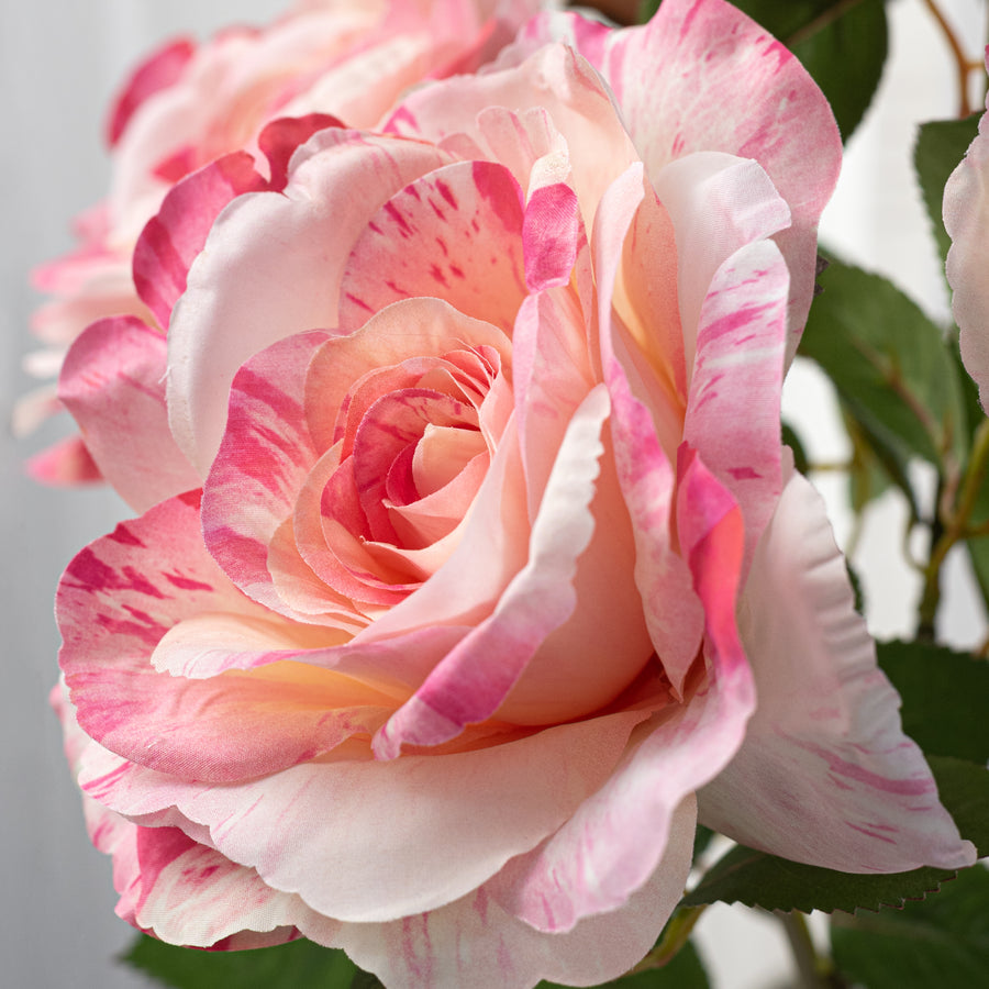 20" English Rose Bush: Variegated Pink & Cream (6 Stem)