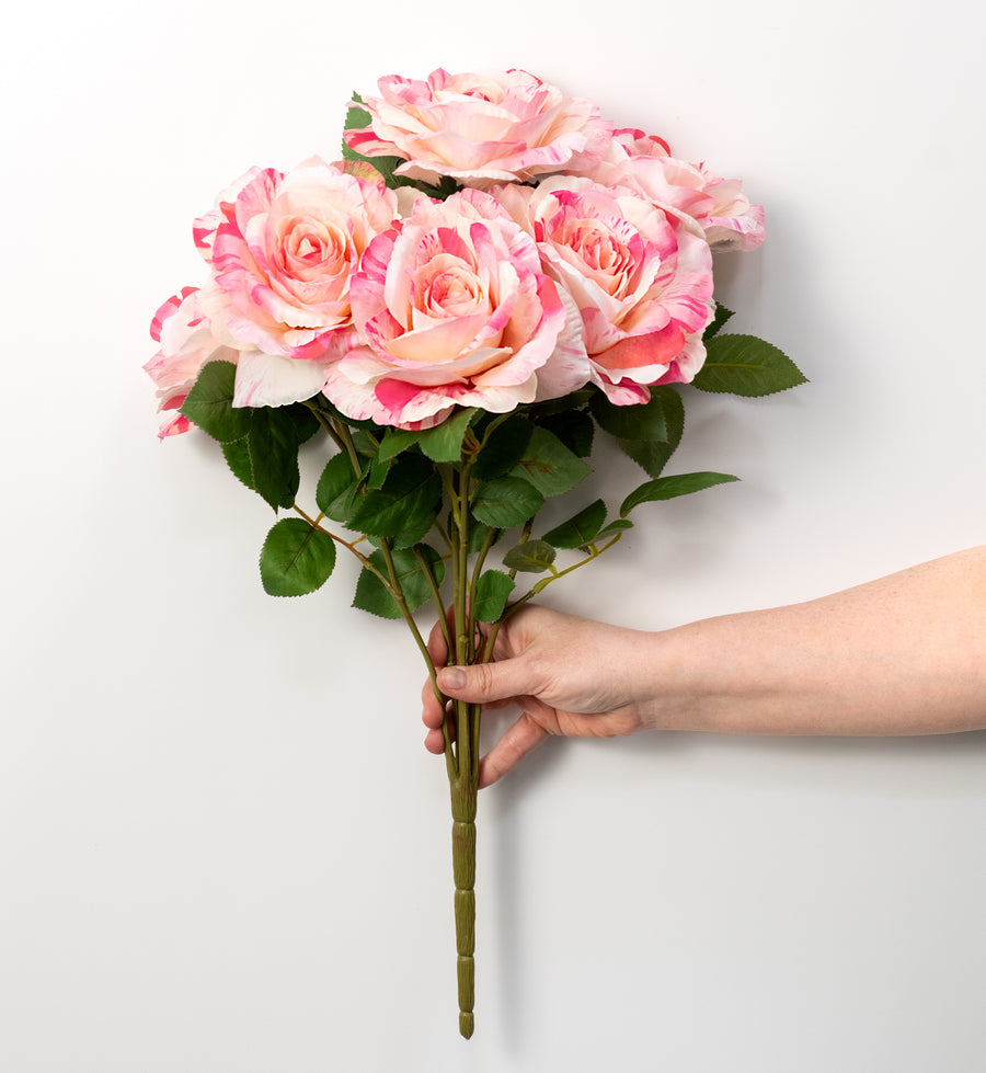 20" English Rose Bush: Variegated Pink & Cream (6 Stem)