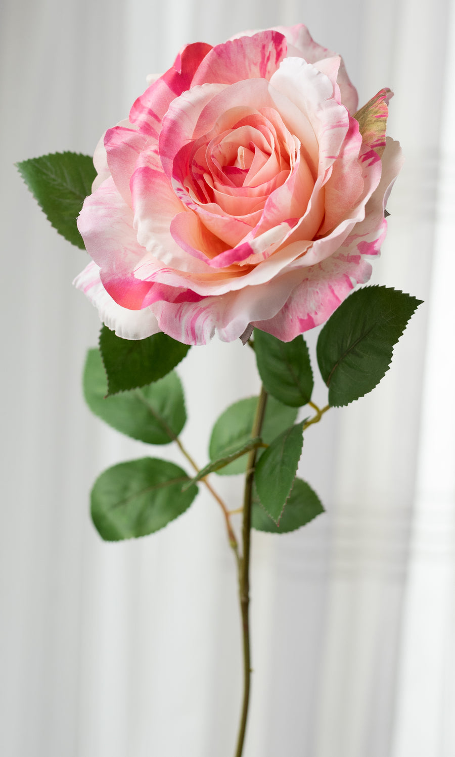 20" English Rose Bush: Variegated Pink & Cream (6 Stem)
