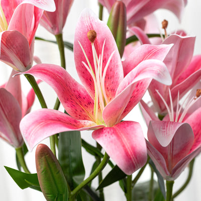 21" Lily Bush: Hot Pink (9 Stem)
