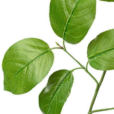 29" Salal Lemon Leaf Spray