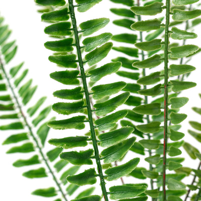 29" Boston Fern Bush