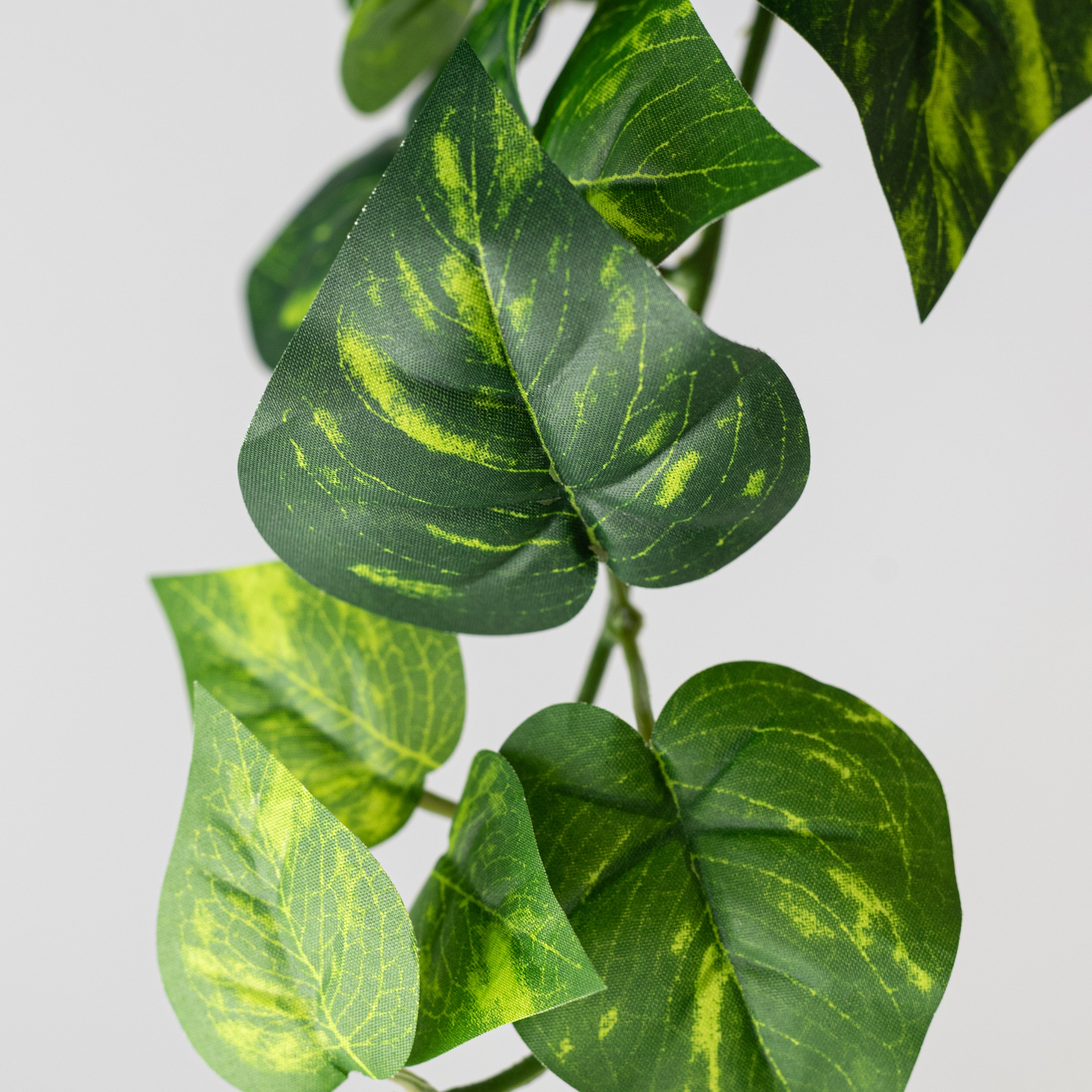 15" Hanging Pothos Bush (126 Leaves)