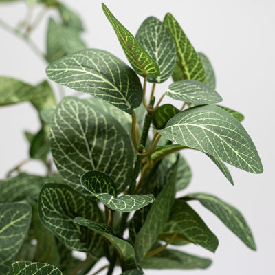 15" Hanging Fittonia Bush (139 Leaves)