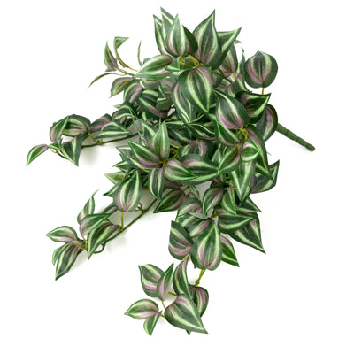 15" Hanging Tradescantia Bush (139 Leaves)