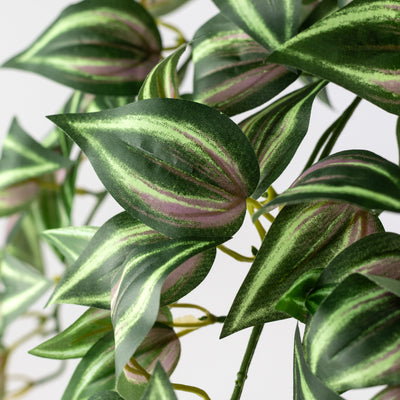 15" Hanging Tradescantia Bush (139 Leaves)