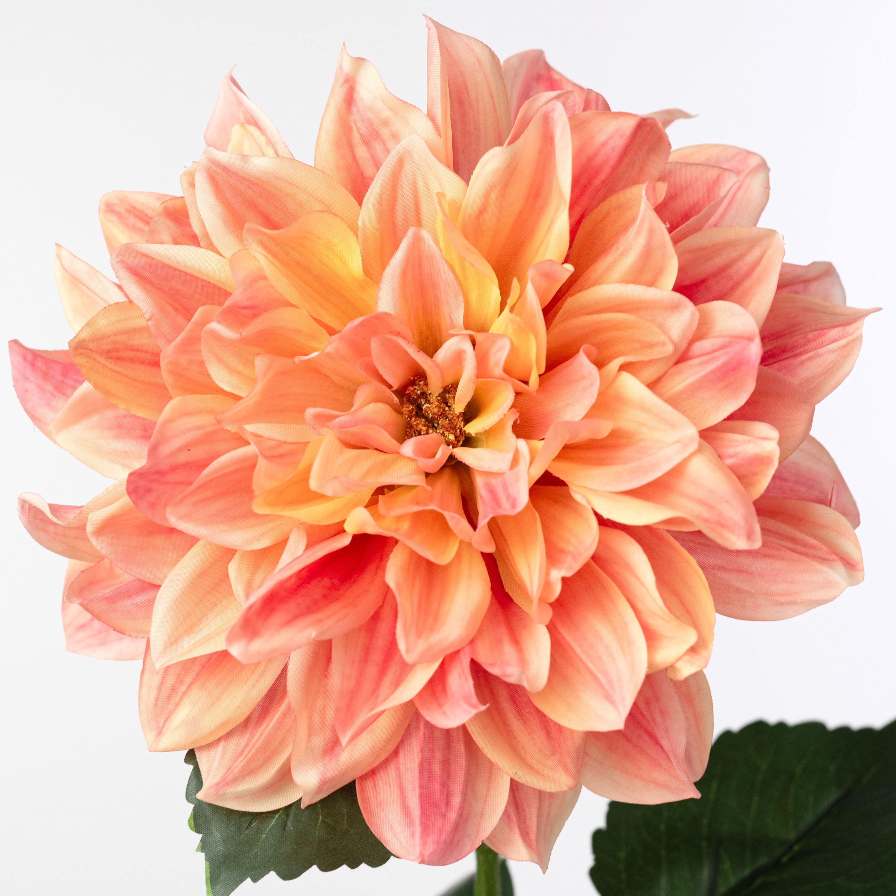 27" Dahlia Stem: Two Tone Coral