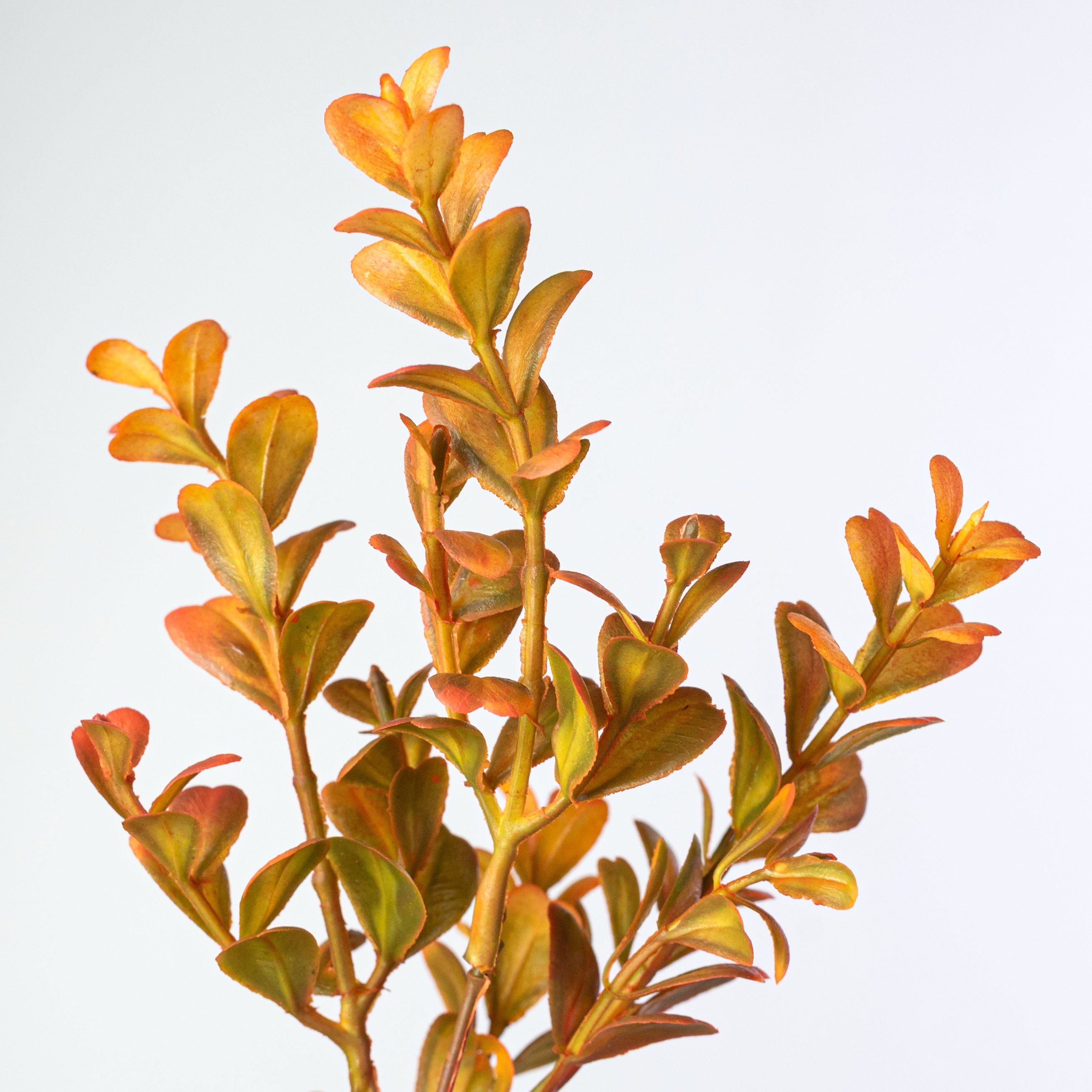 20" Plastic Boxwood Bush: Fall Orange