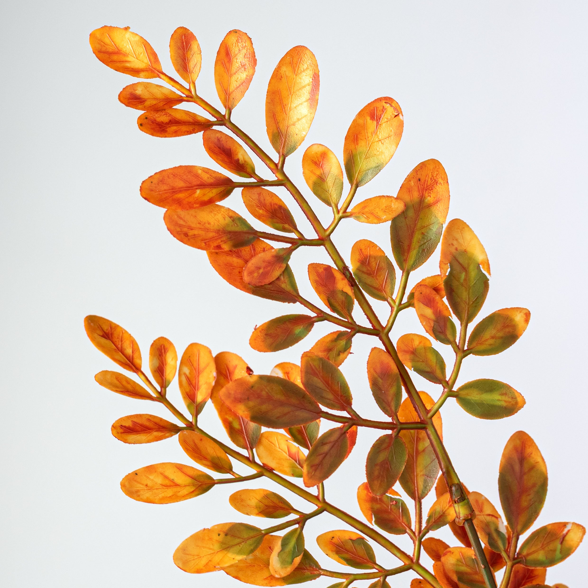 21" Plastic Herb of Grace Leaves Bush: Orange (7 Stem)