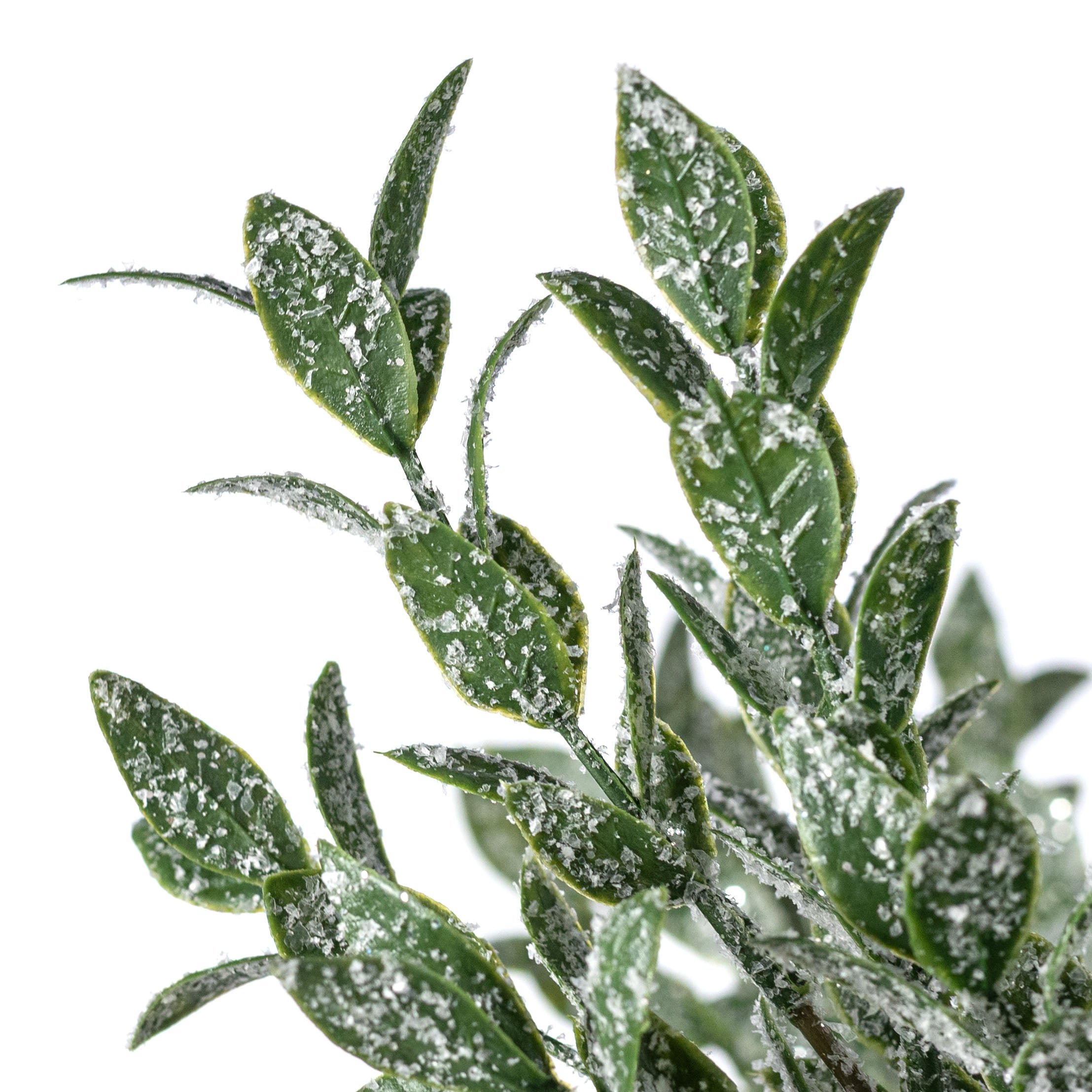 21" Iced Ruscus Leaves Bush (5 Stem)