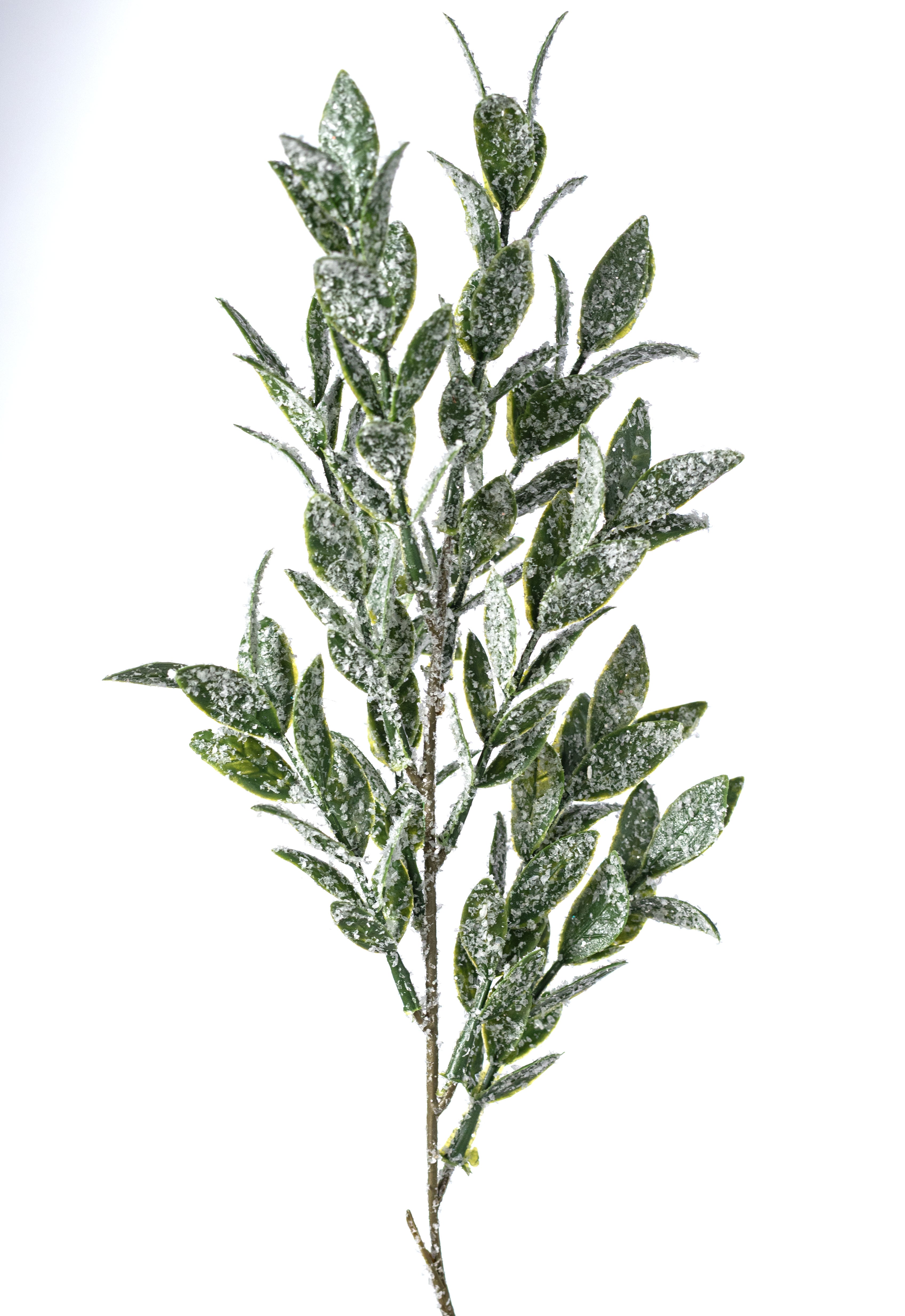 21" Iced Ruscus Leaves Bush (5 Stem)