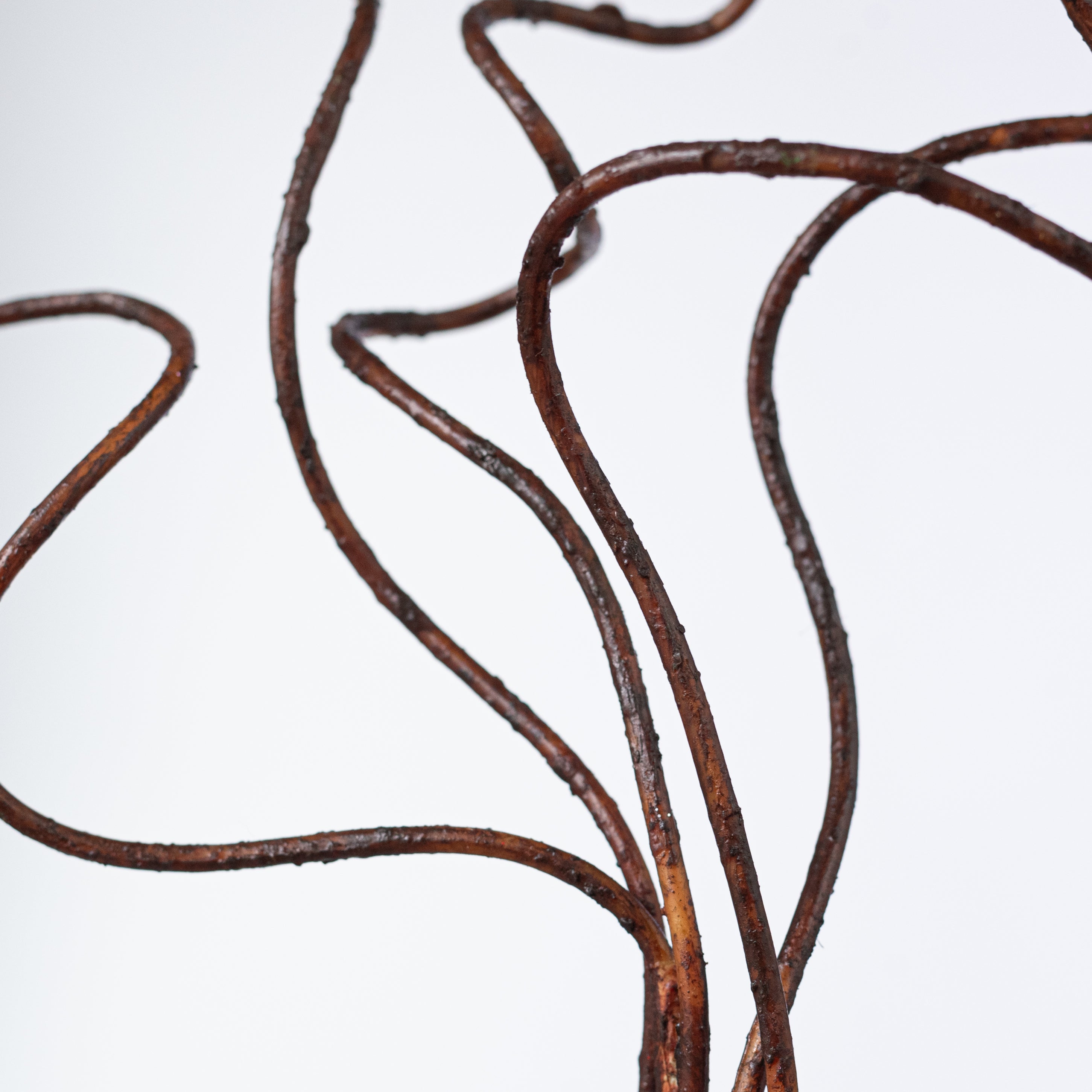 37" Curly Willow Branches: Coffee Brown