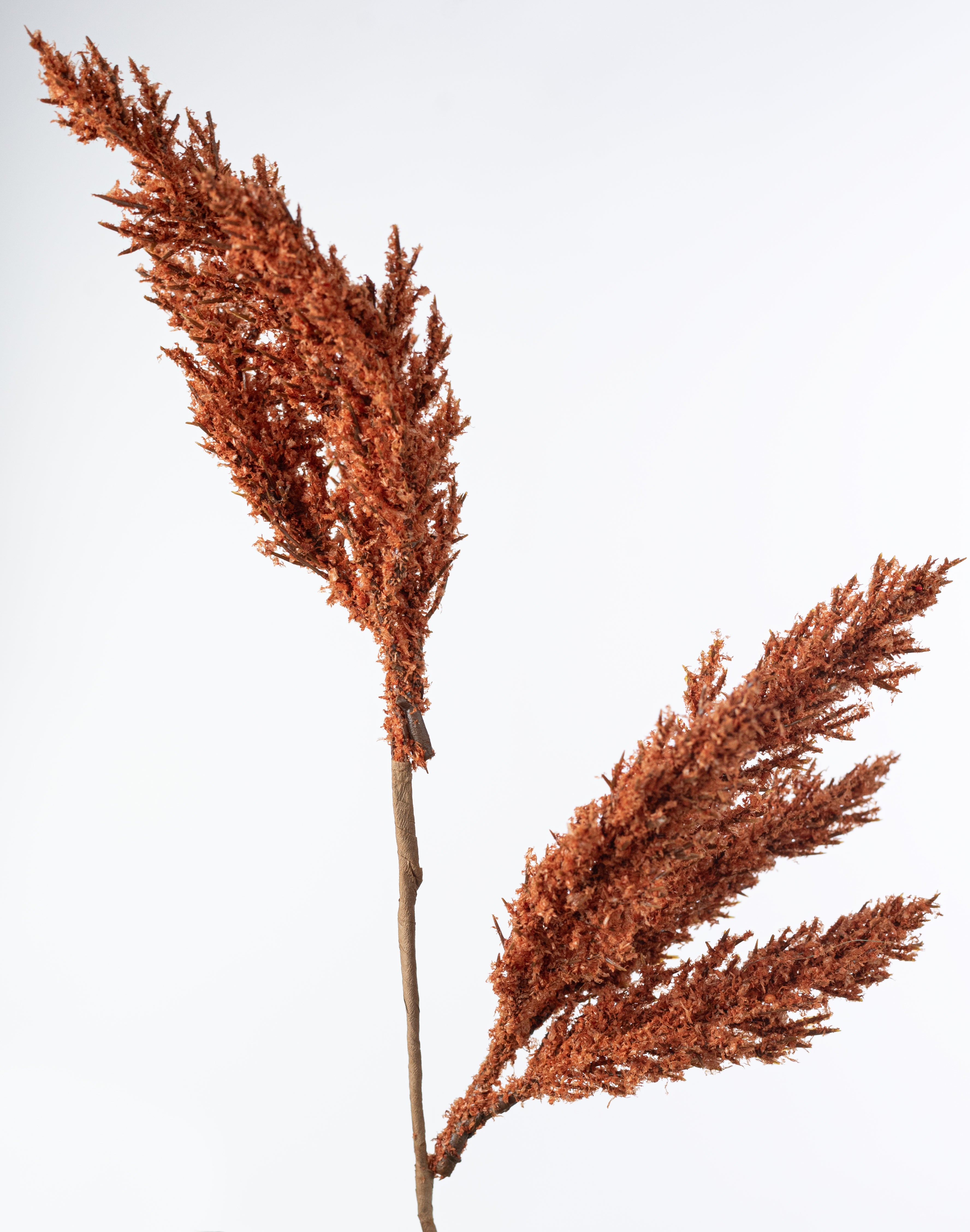21" Feather Reed Bush: Rust Orange (5 Stem)