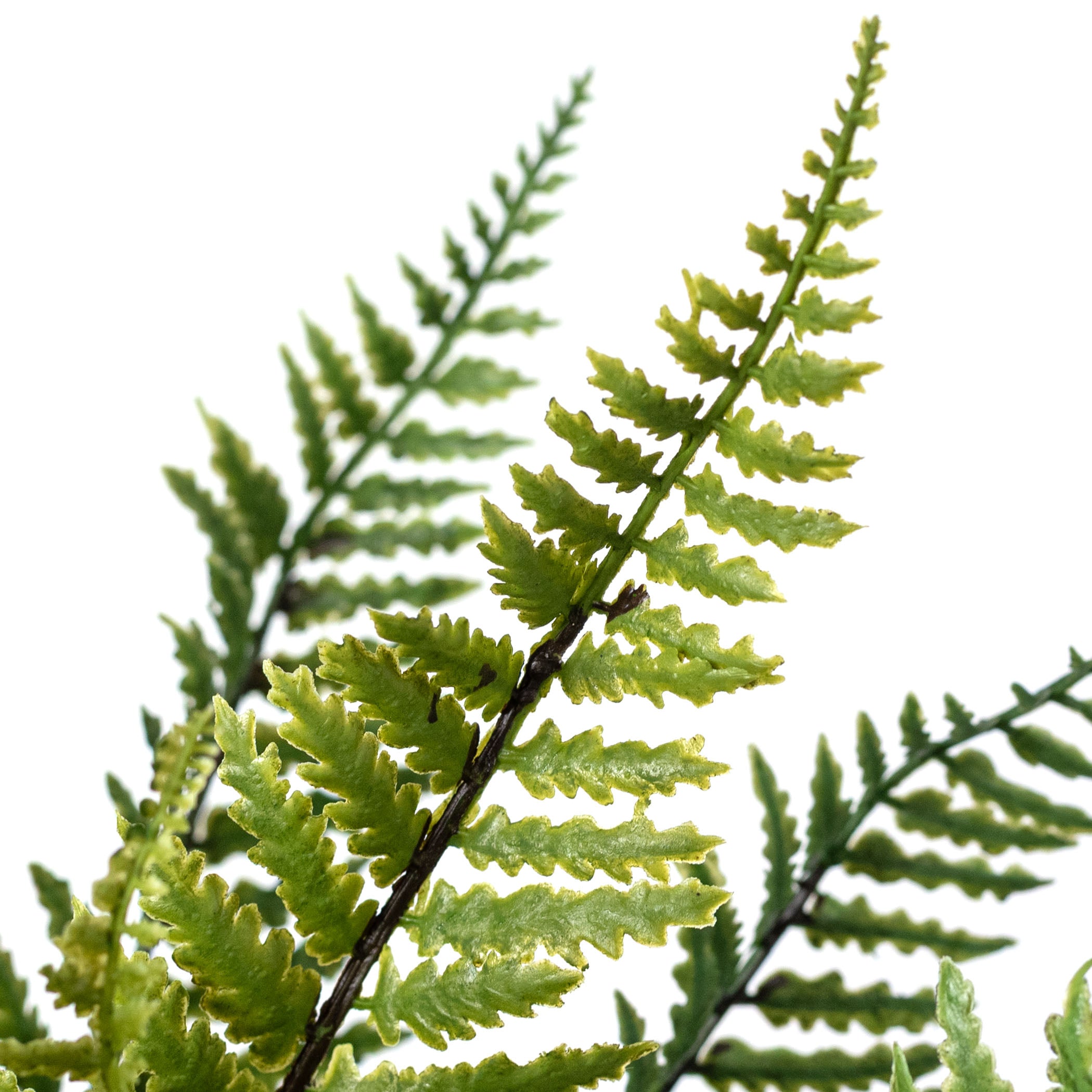 13" Fiddlehead Fern Bush