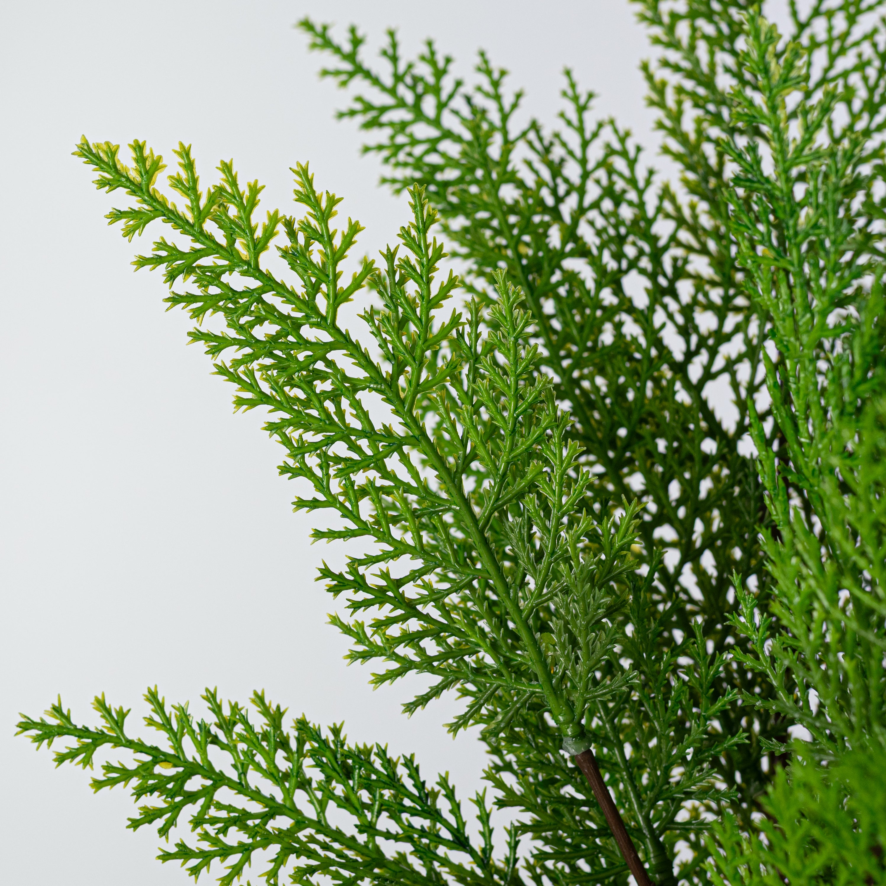 21" Cypress Pick Bundle: Evergreen