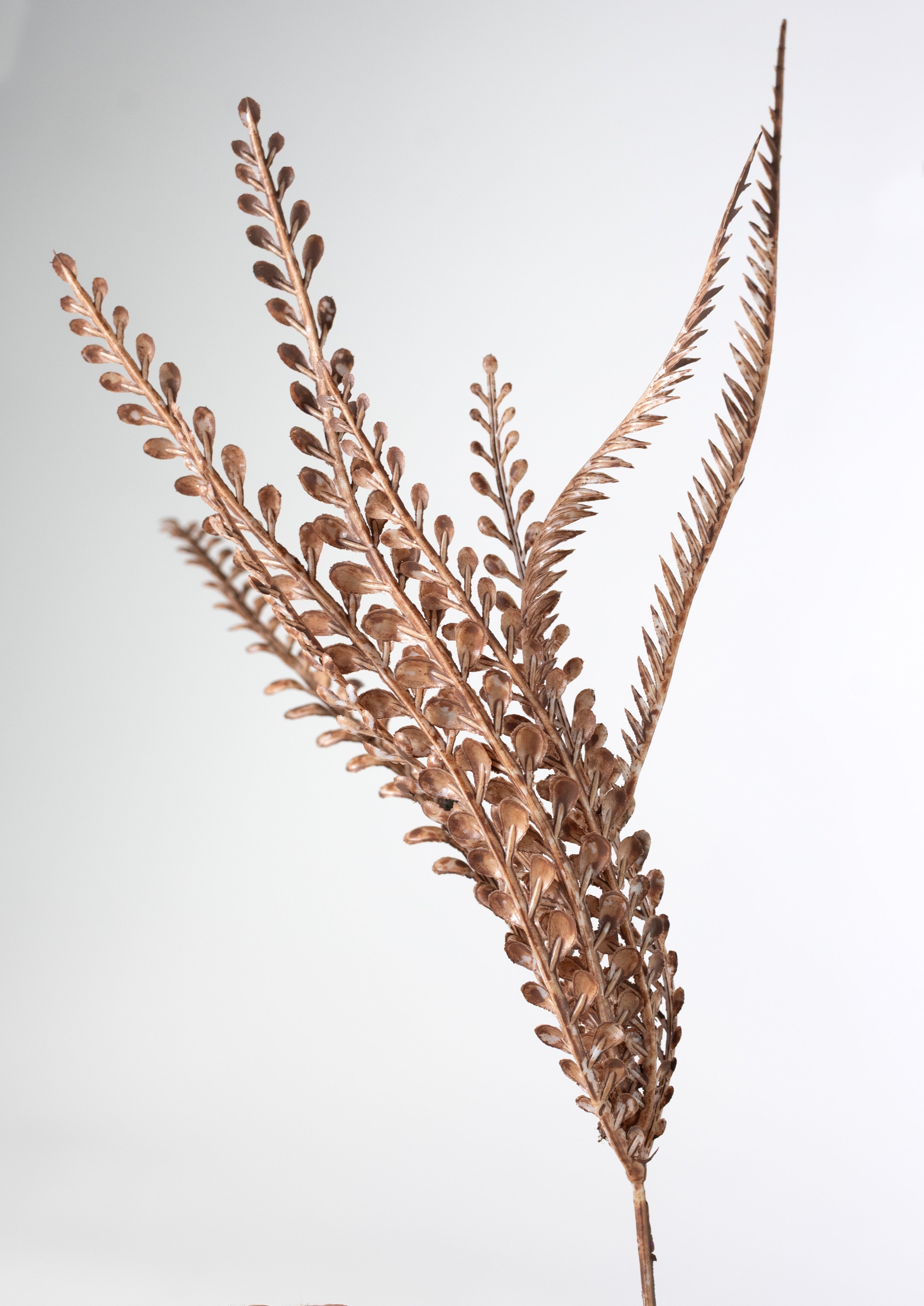 17" Button Sword Fern Bush: White Wash Brown