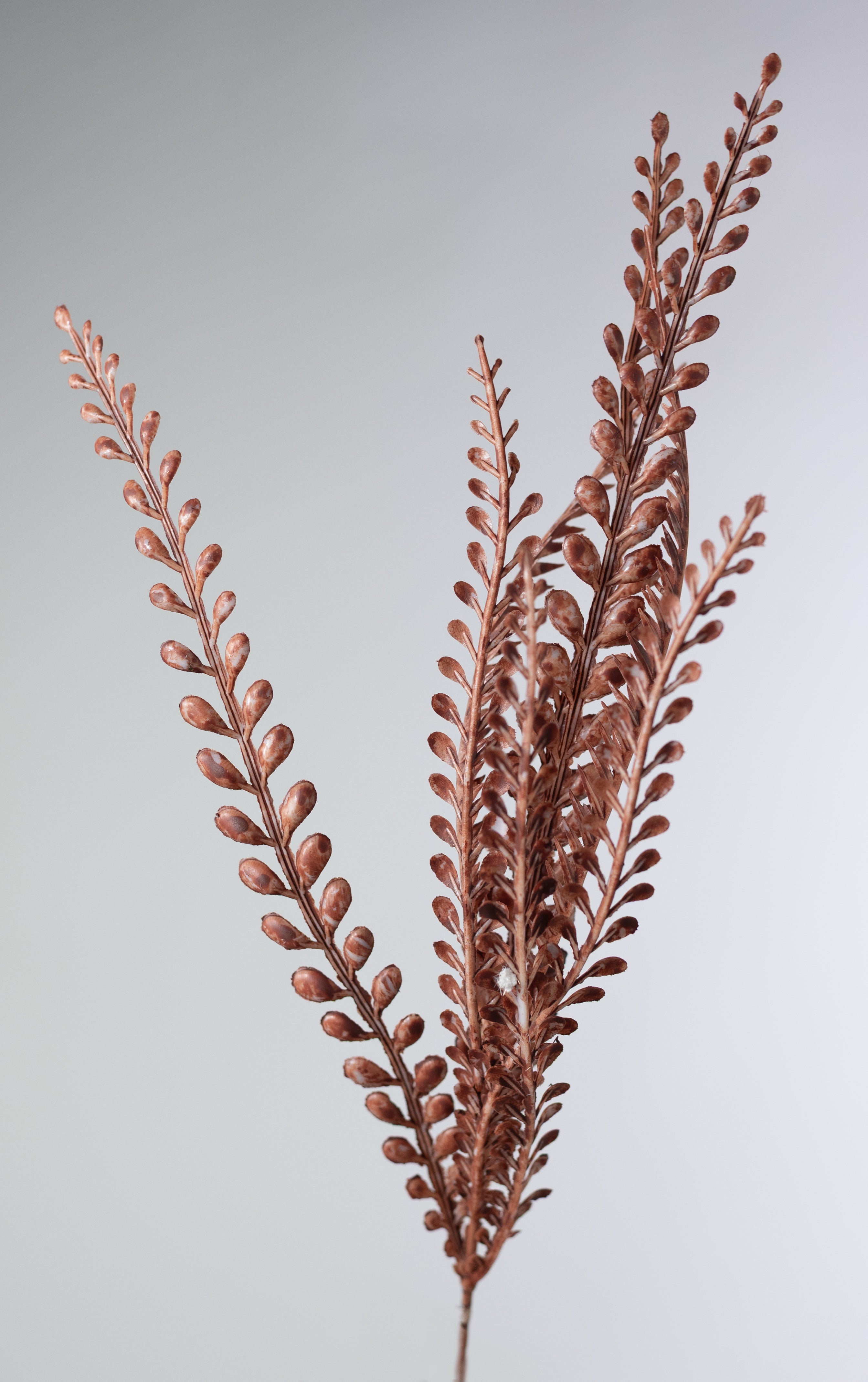 17" Button Sword Fern Bush: White Wash Rust