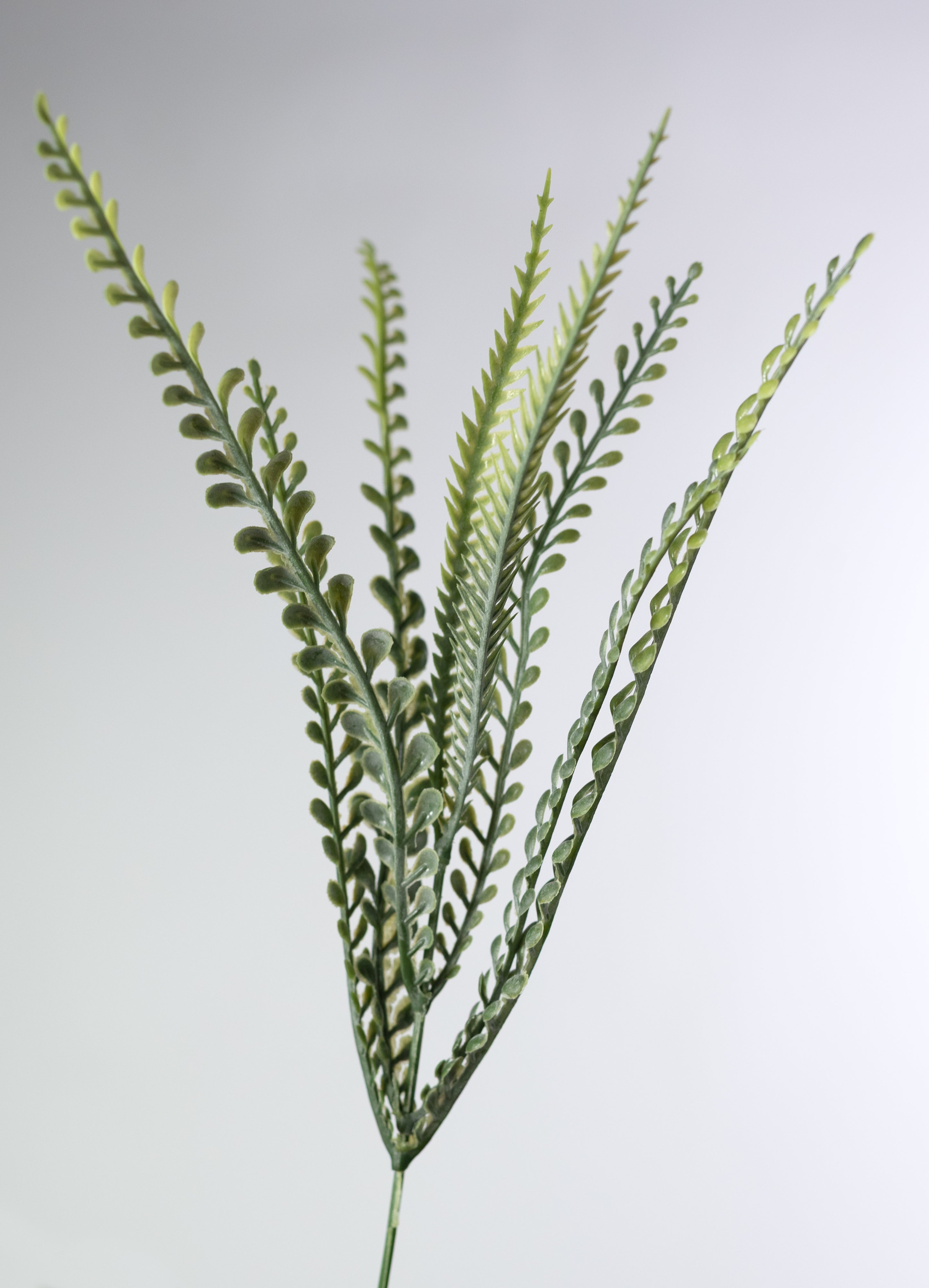 17" Button Sword Fern Bush: Two Tone Fresh Green