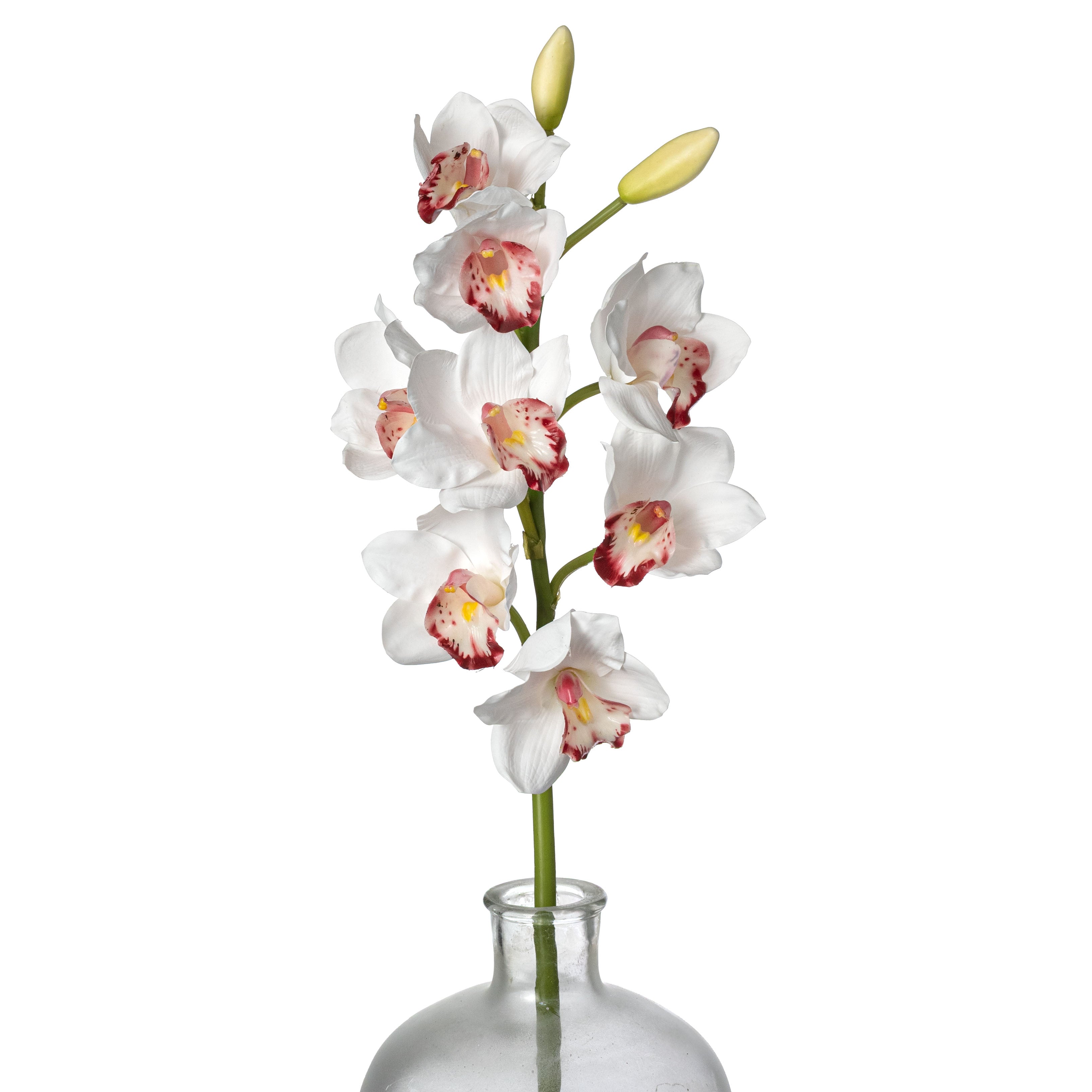 32" Cymbidium Orchid Stem: White & Burgundy