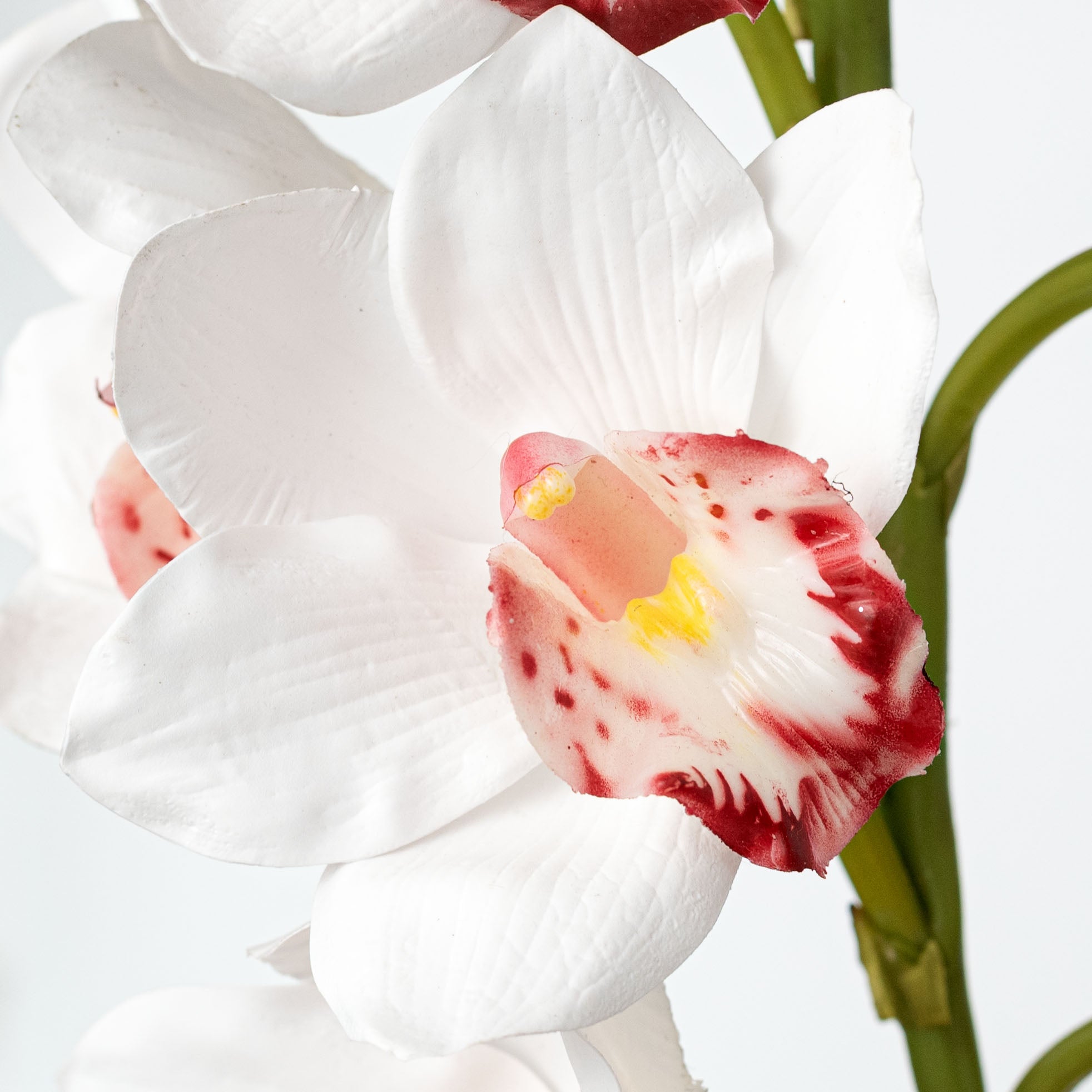 32" Cymbidium Orchid Stem: White & Burgundy
