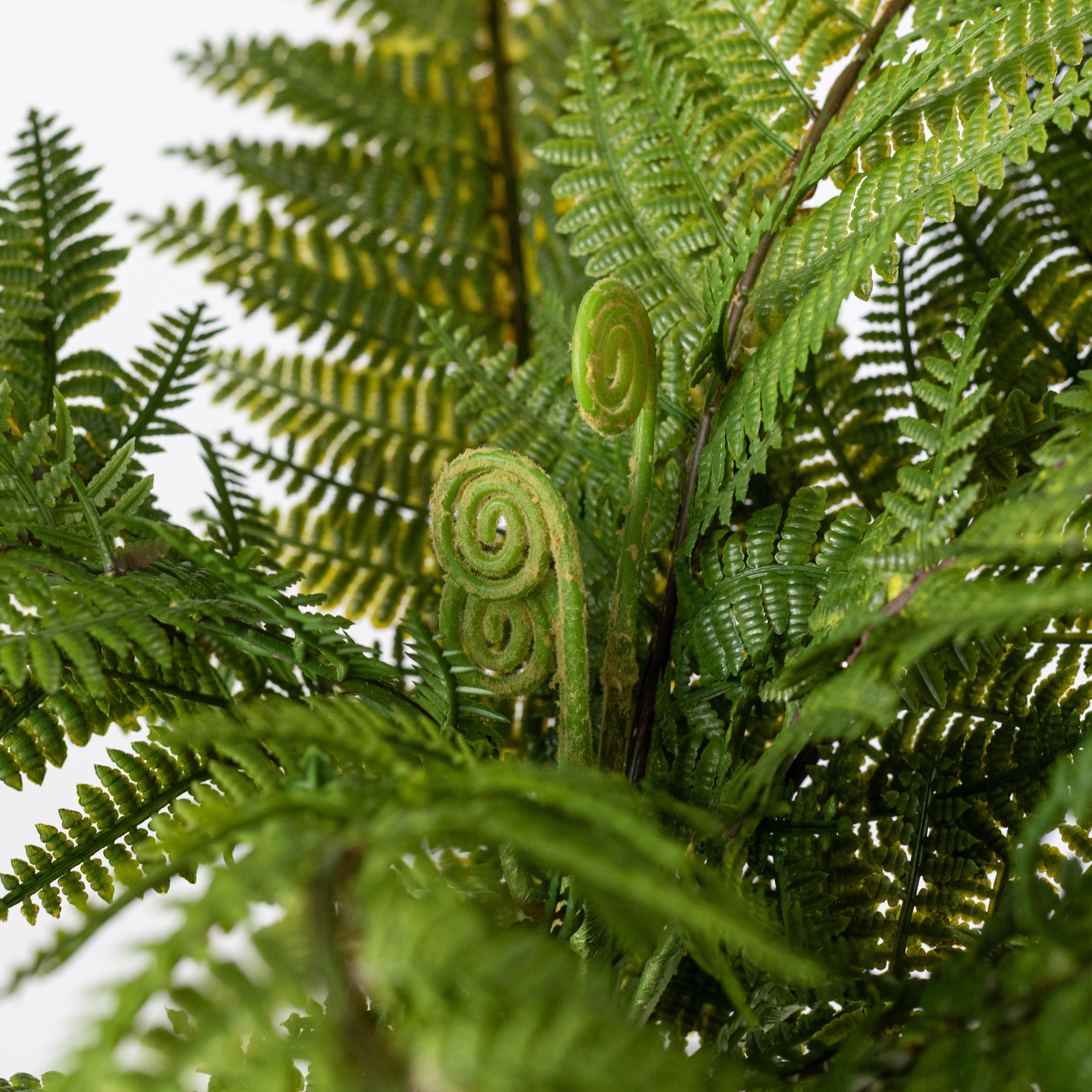 13" Totara Fern Bush: Variegated Green