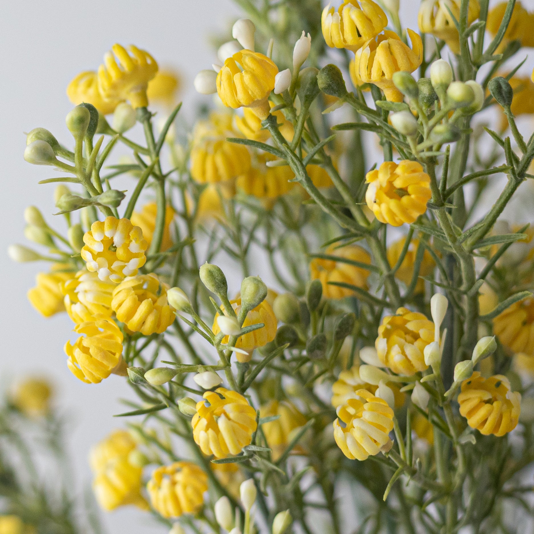 13" Closed Baby's Breath Gypsophila Bush: Yellow
