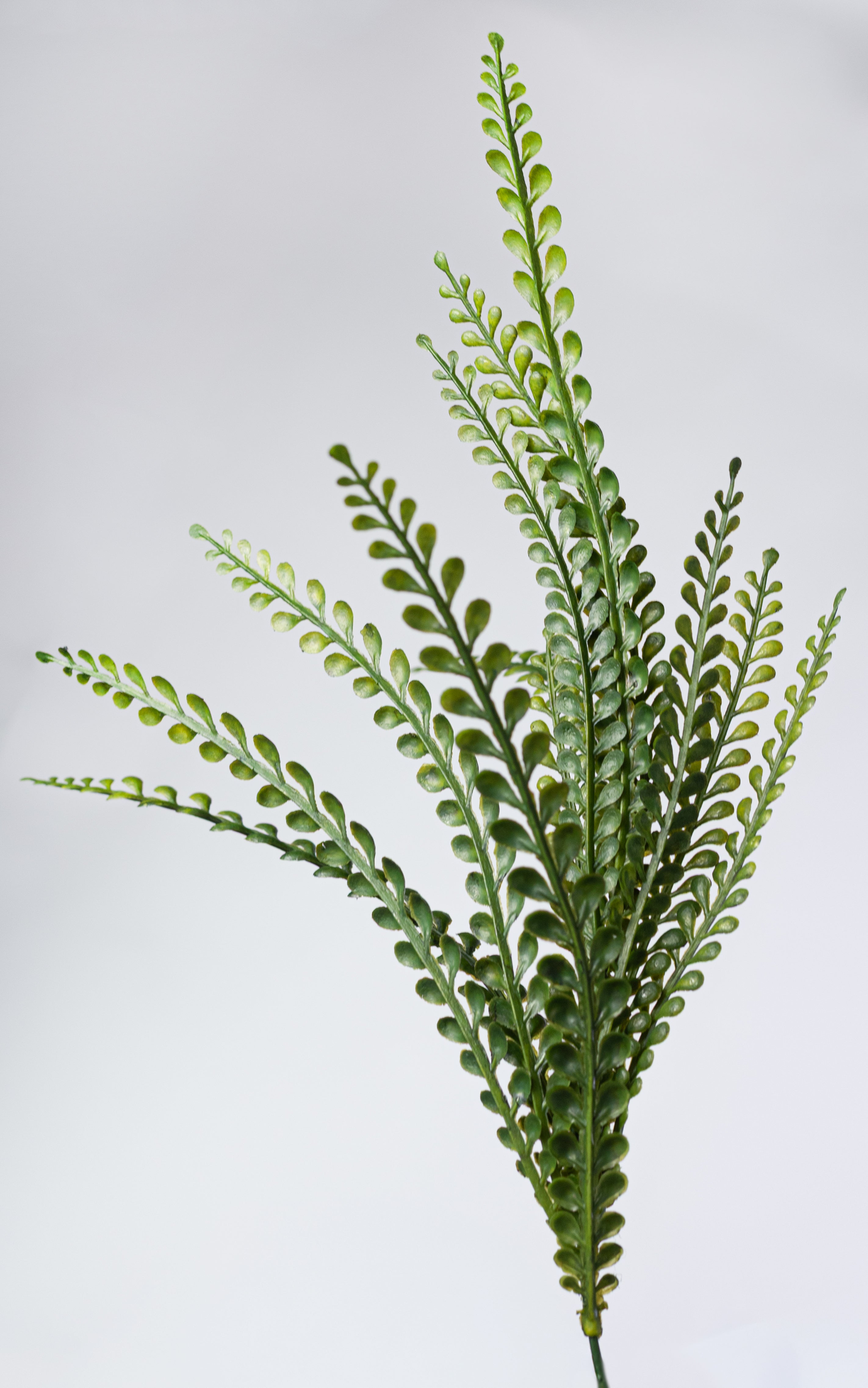 19" Plastic Button Fern Bush