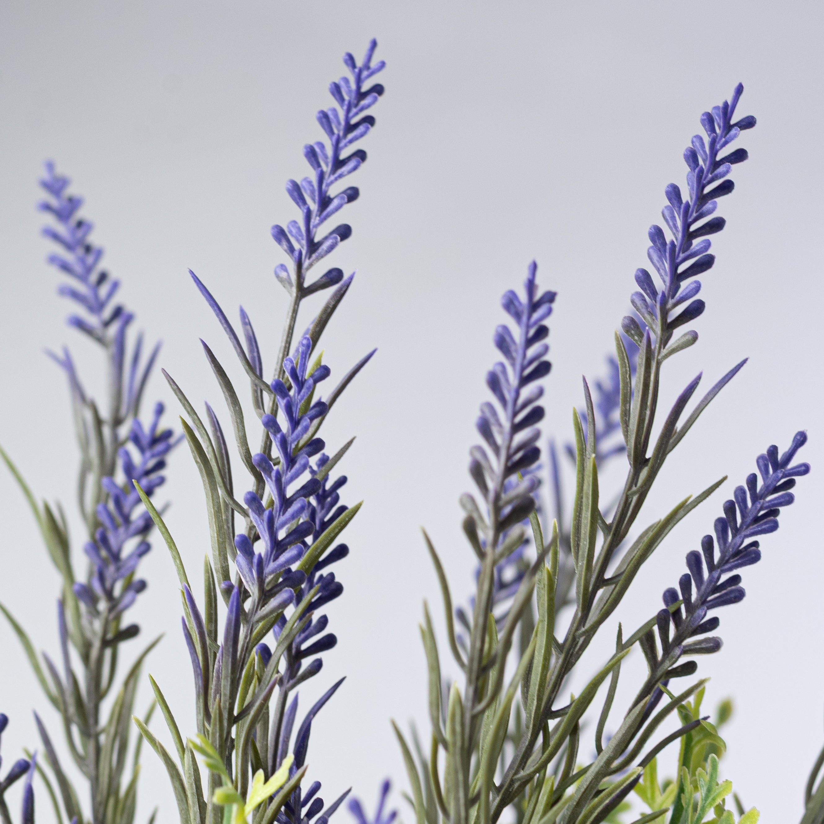 24" Button Fern & Lavender Bush (12 Stem)