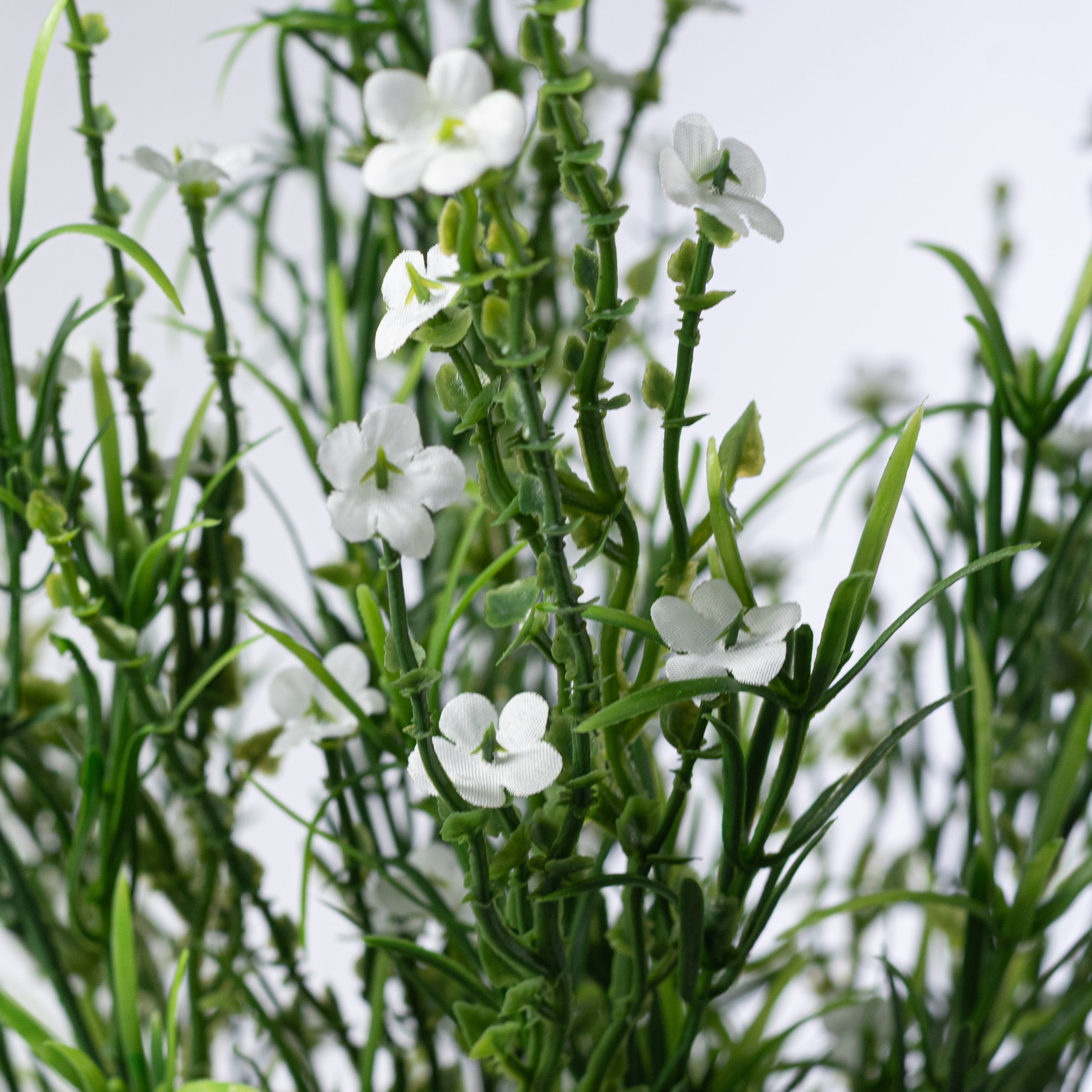 21" Mixed Forget-Me-Not Bush: Cream White