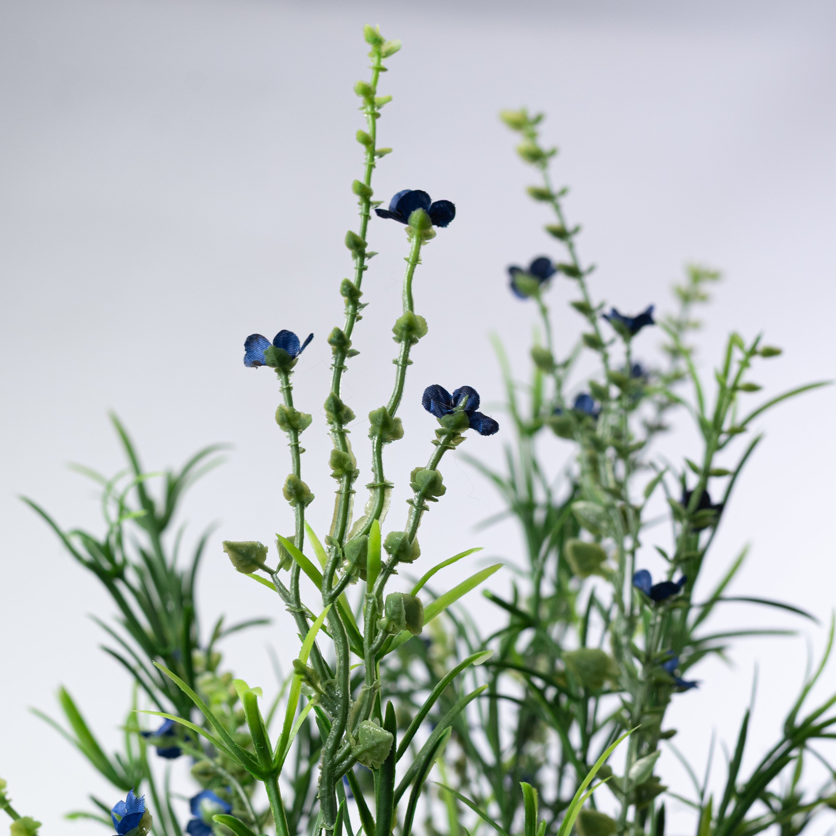 21" Mixed Forget-Me-Not Bush: Blue