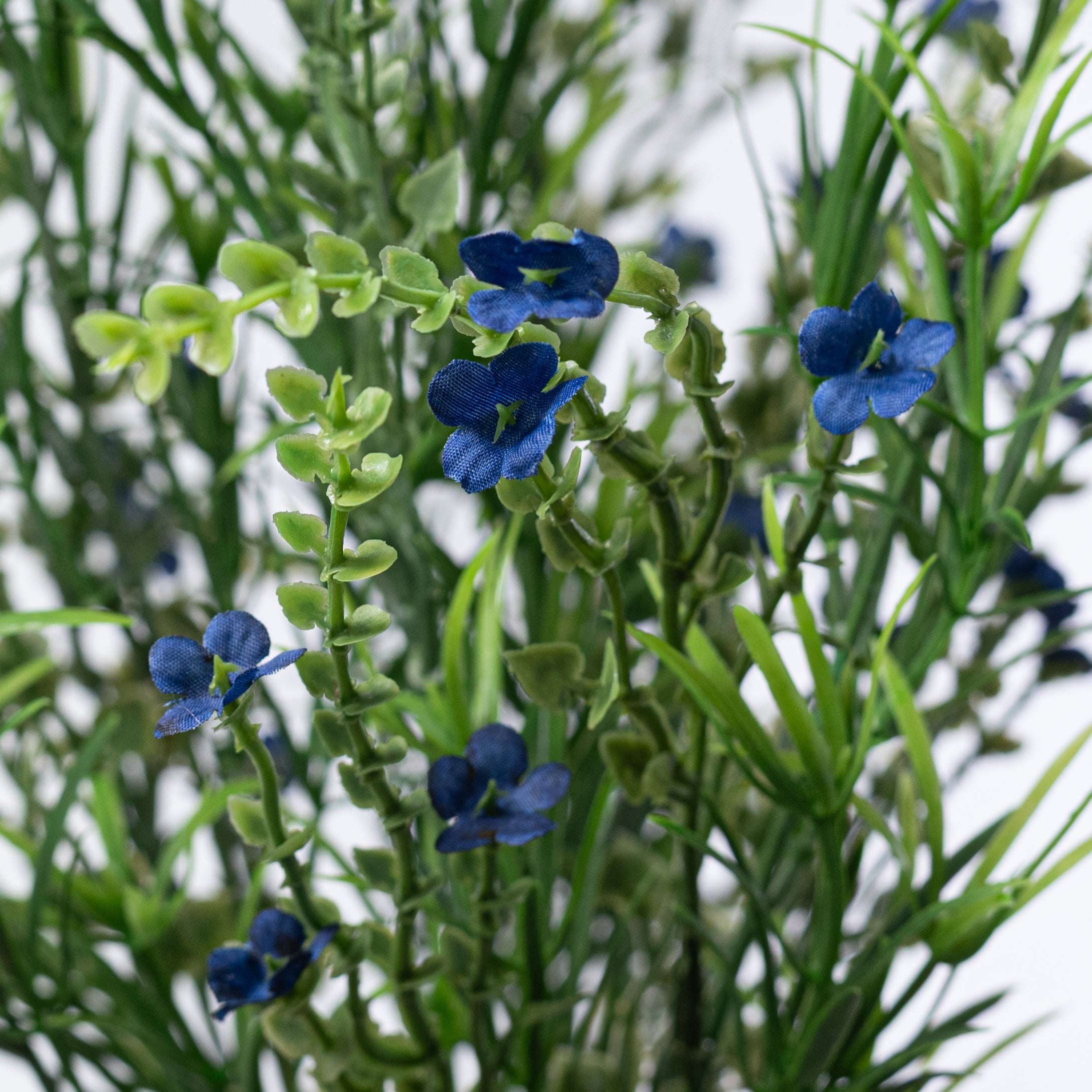 21" Mixed Forget-Me-Not Bush: Blue