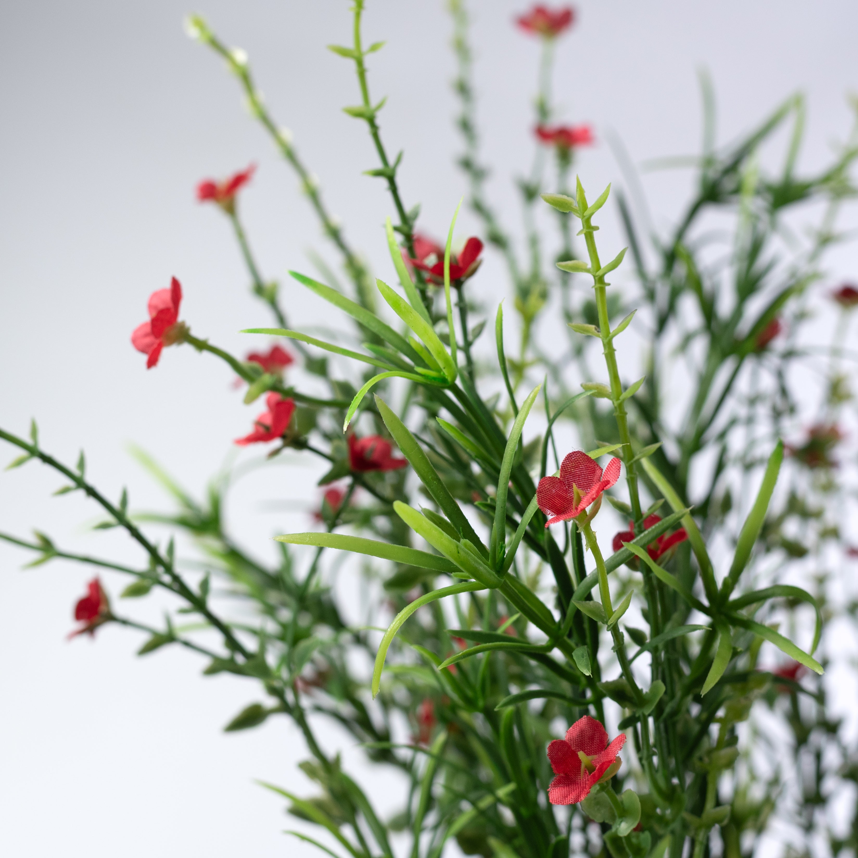 21" Mixed Forget-Me-Not Bush: Red