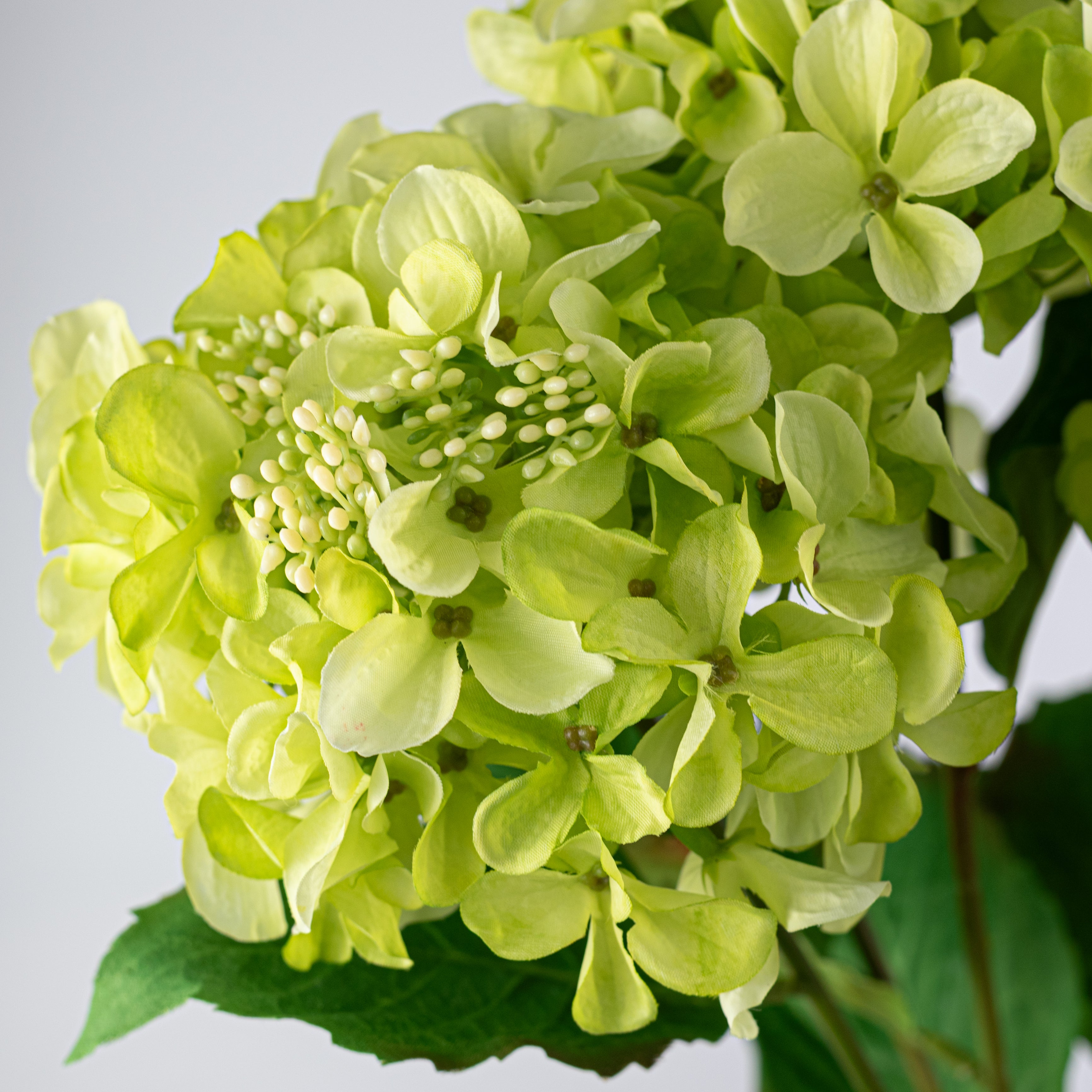 20" Hydrangea Bush: Green (5 Stem)