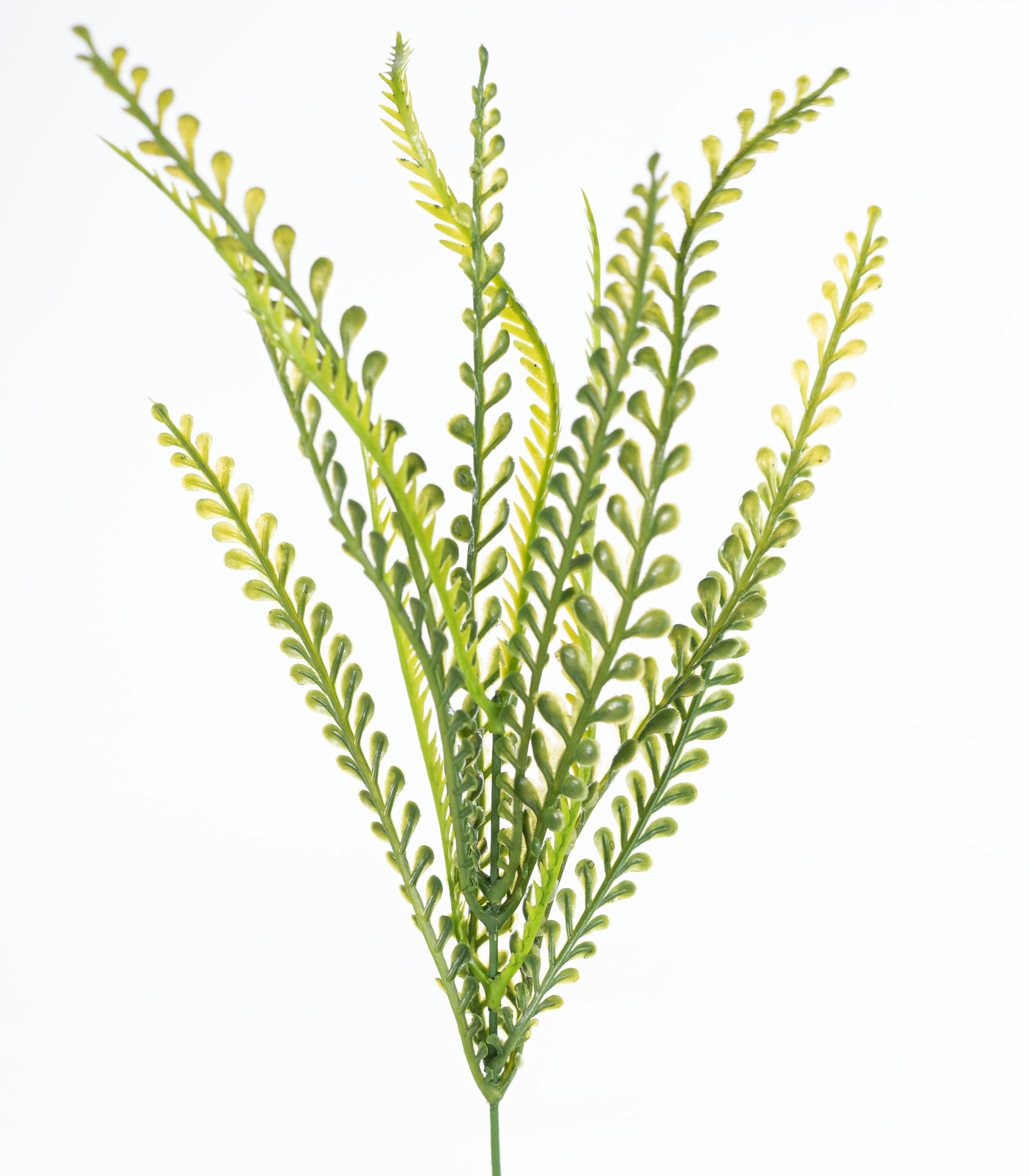 19" Button Fern Bush: Two Tone Green (7 Stem)