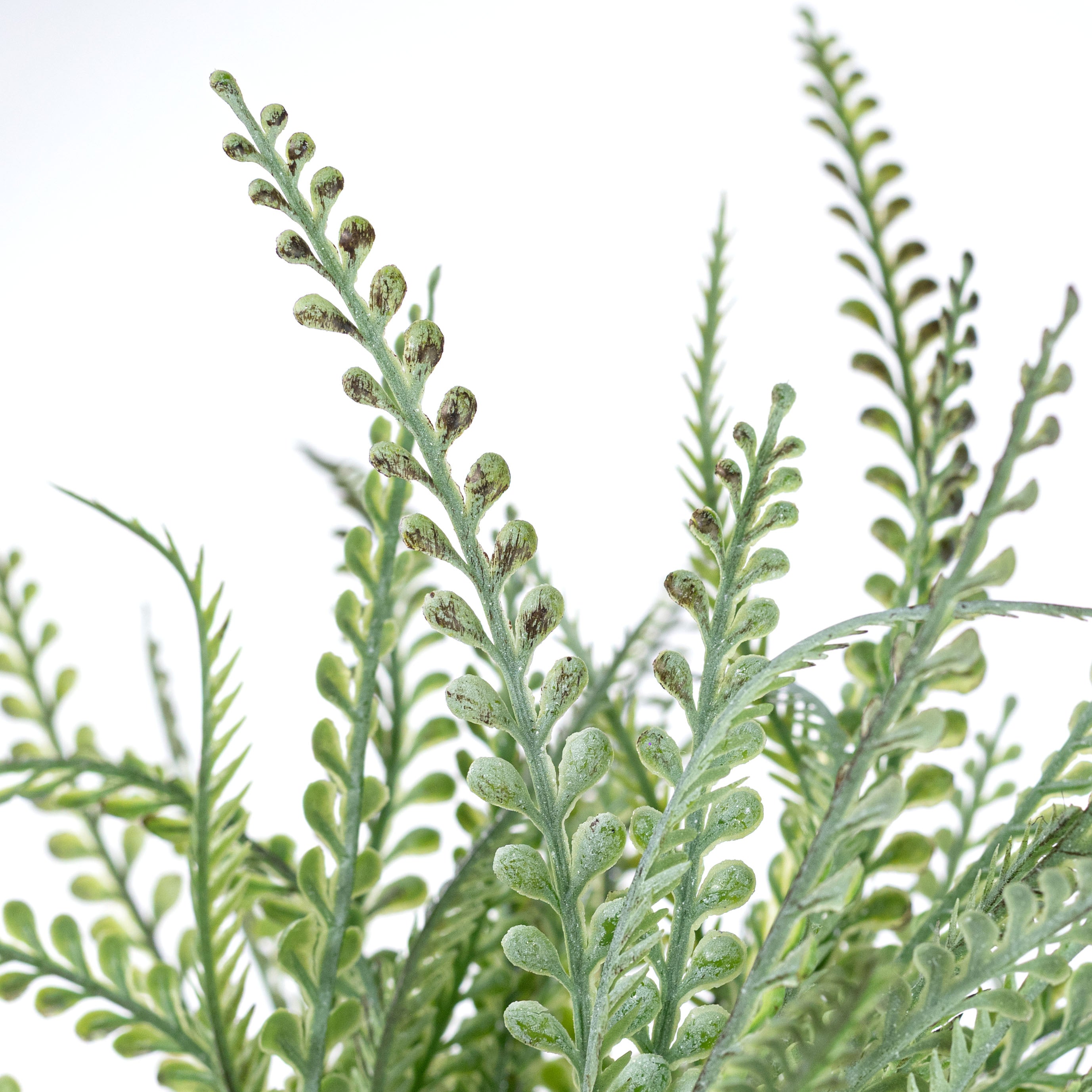 19" Button Fern Bush: Distressed Green (7 Stem)