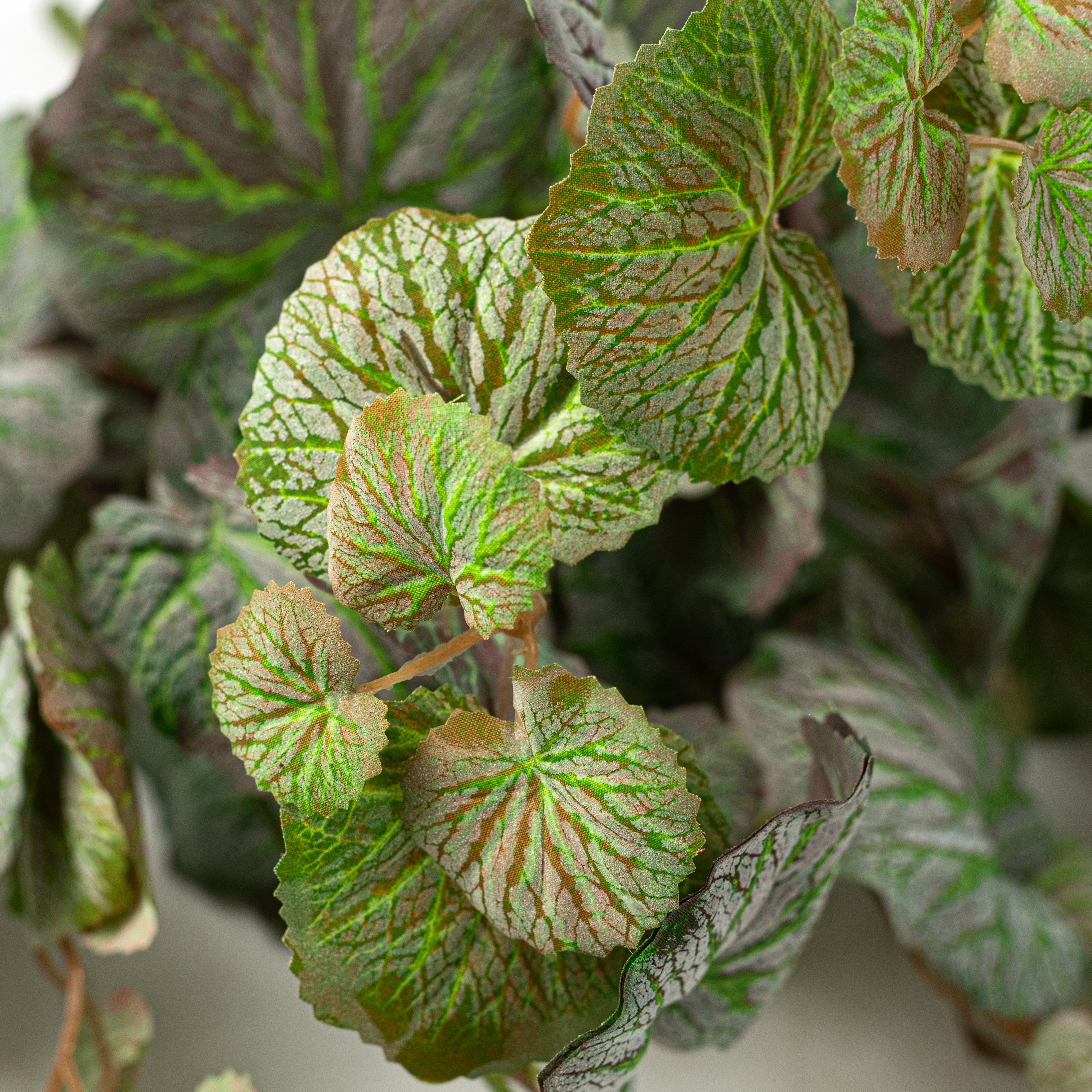 28" Dusted Artificial Begonia Hanging Bush: Variegated Green