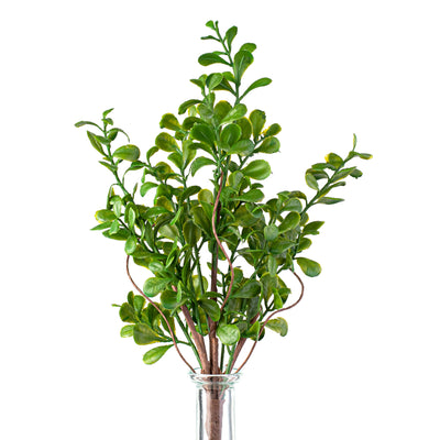 14" Evergreen Boxwood Spray