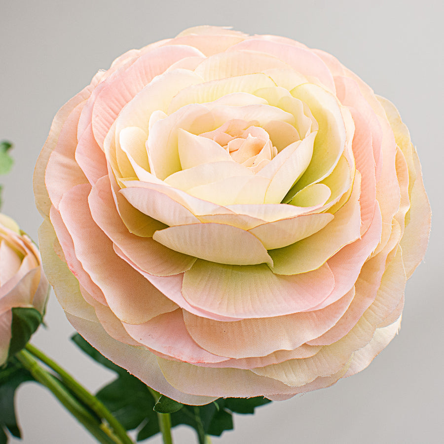 25" Italian Ranunculus: Light Pink Lifestyle Photo