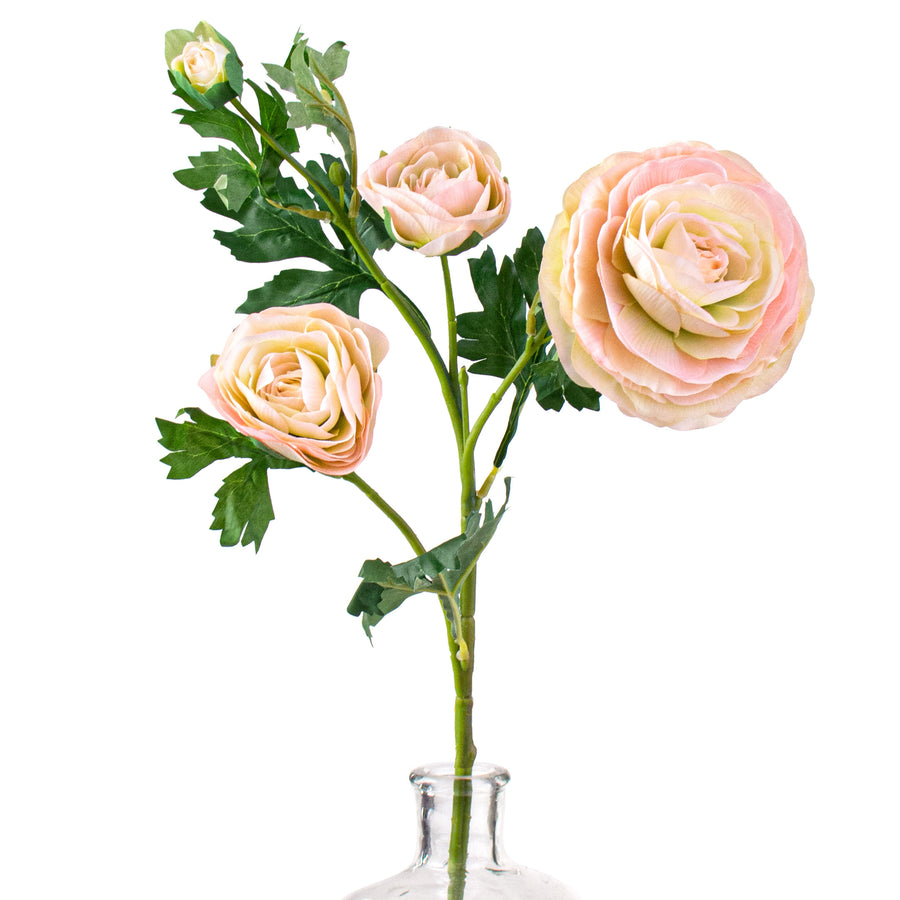 25" Italian Ranunculus: Light Pink Item Number: 2280016LP