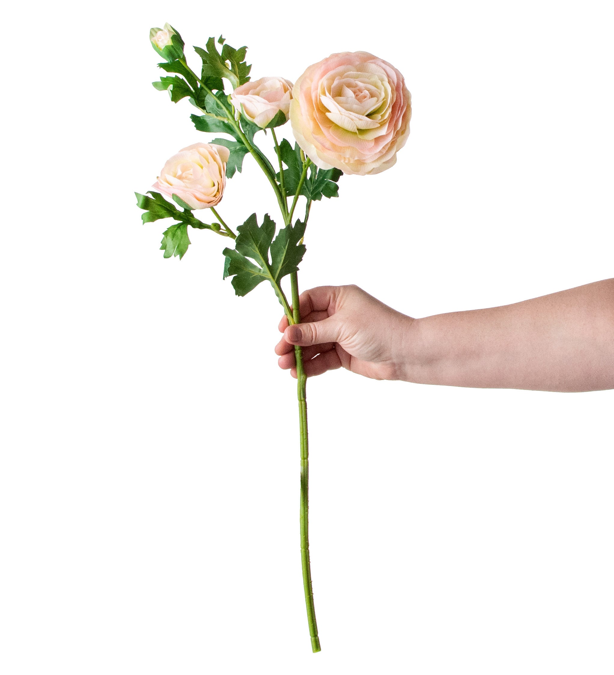 25" Italian Ranunculus: Light Pink detail photo 3