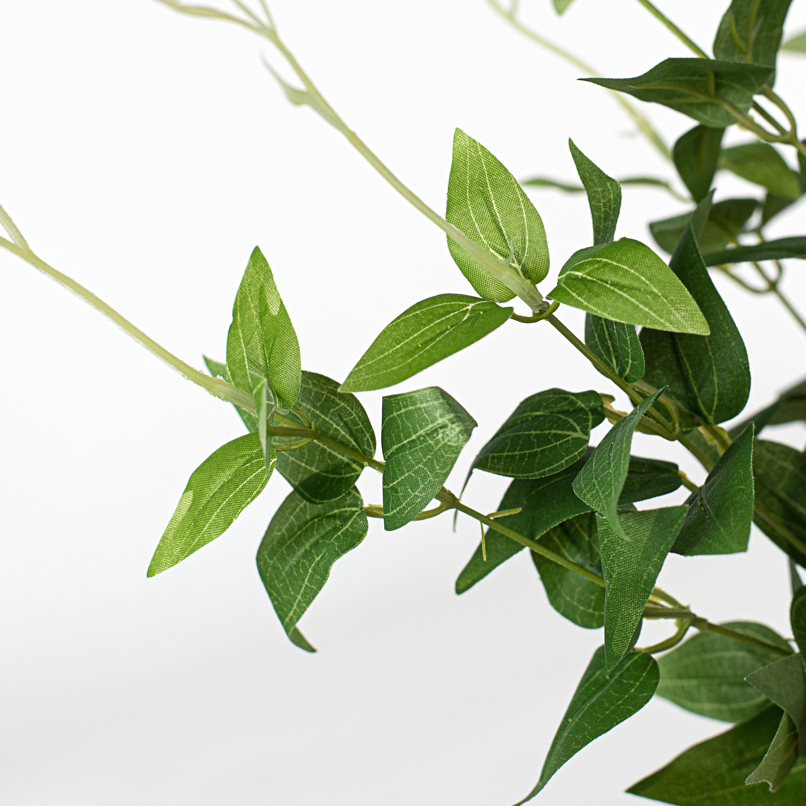 23" Jasmine Bush Lifestyle Photo
