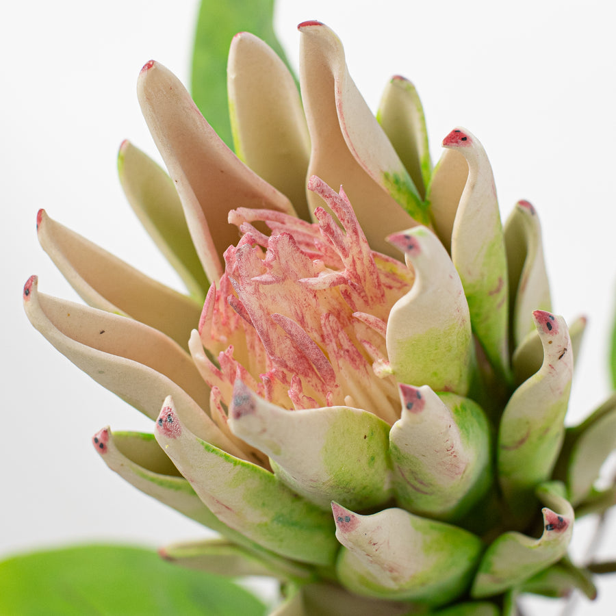 28" King Protea Stem Lifestyle Photo
