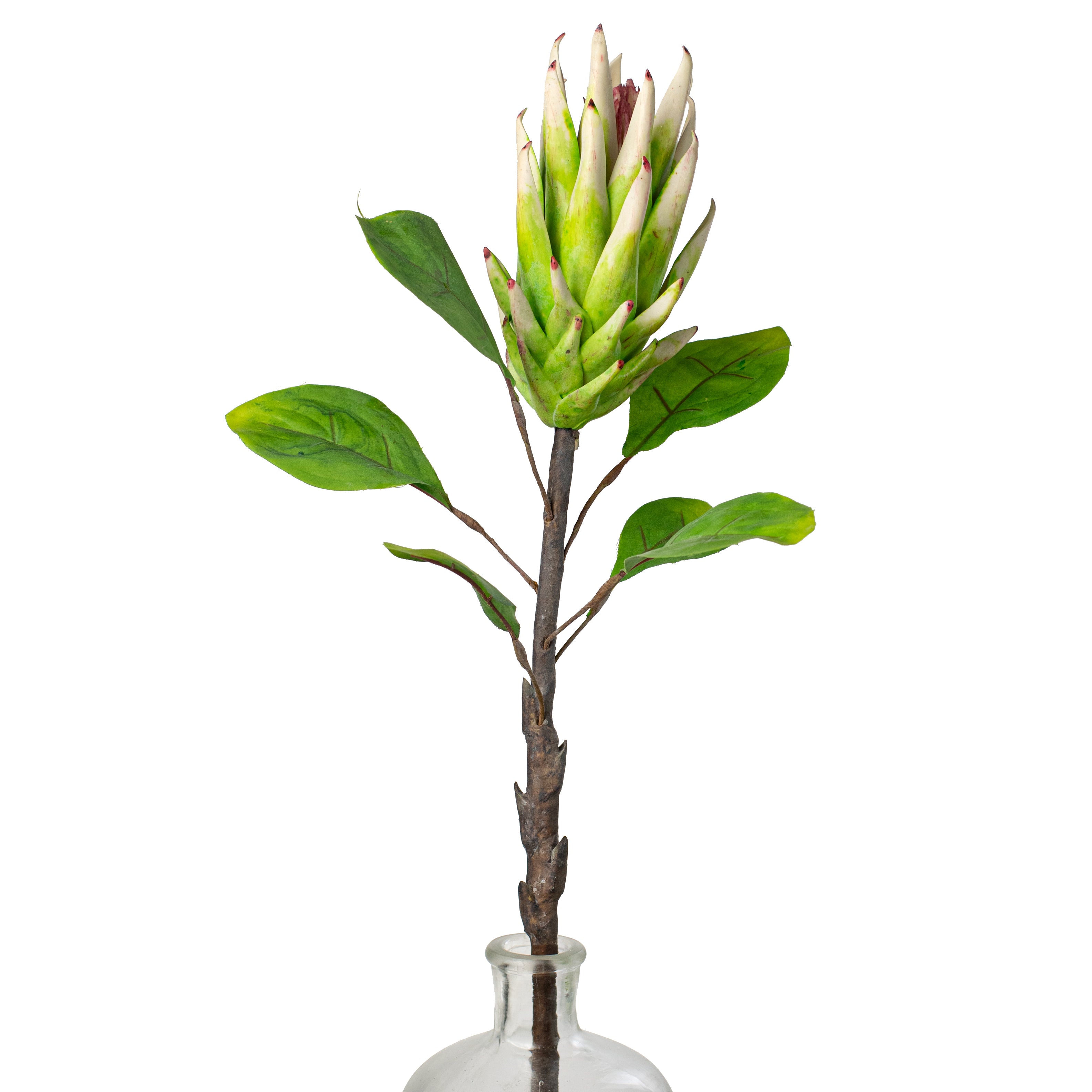 28" King Protea Stem Item Number: 209636