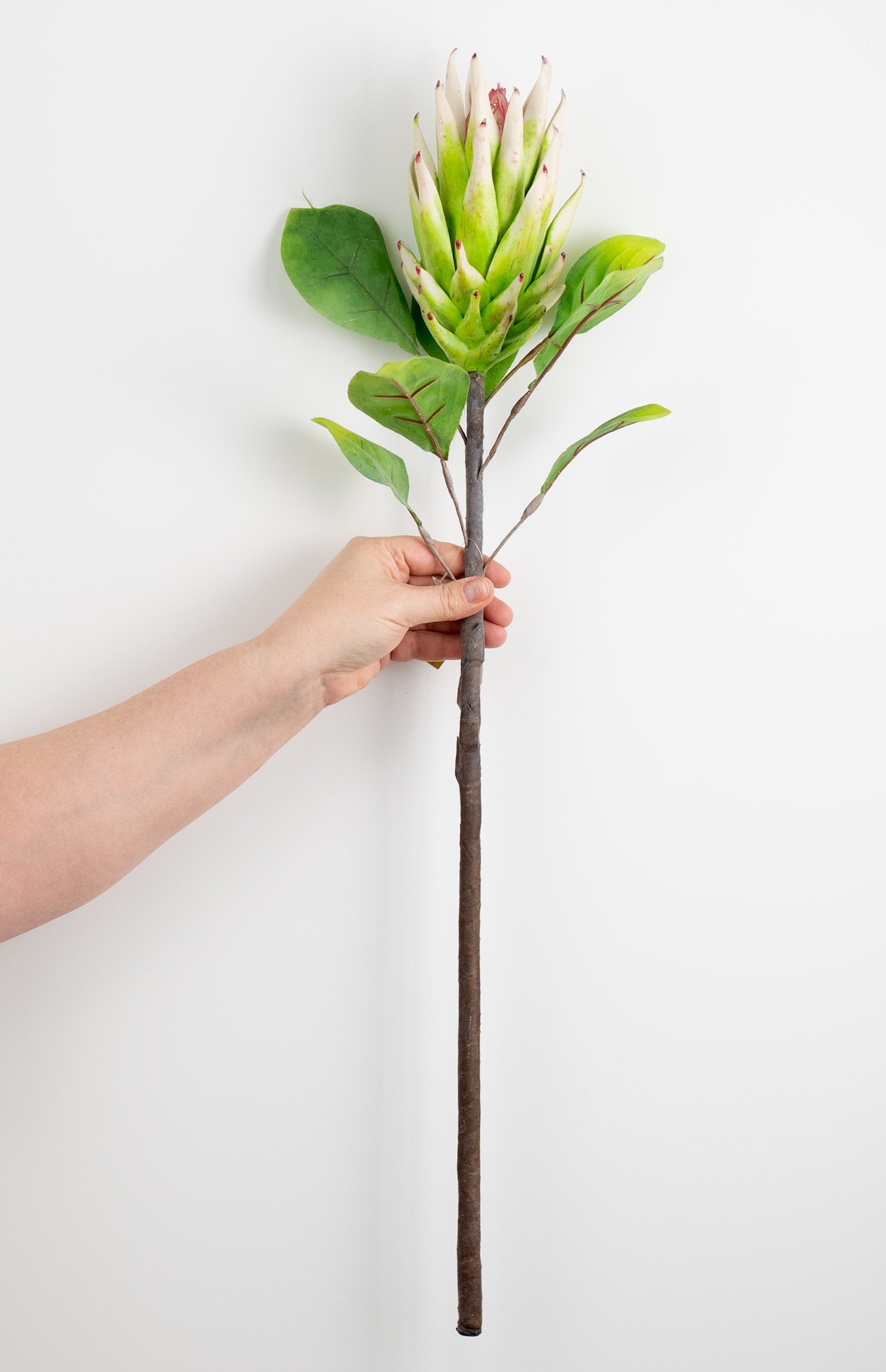 28" King Protea Stem detail photo 3