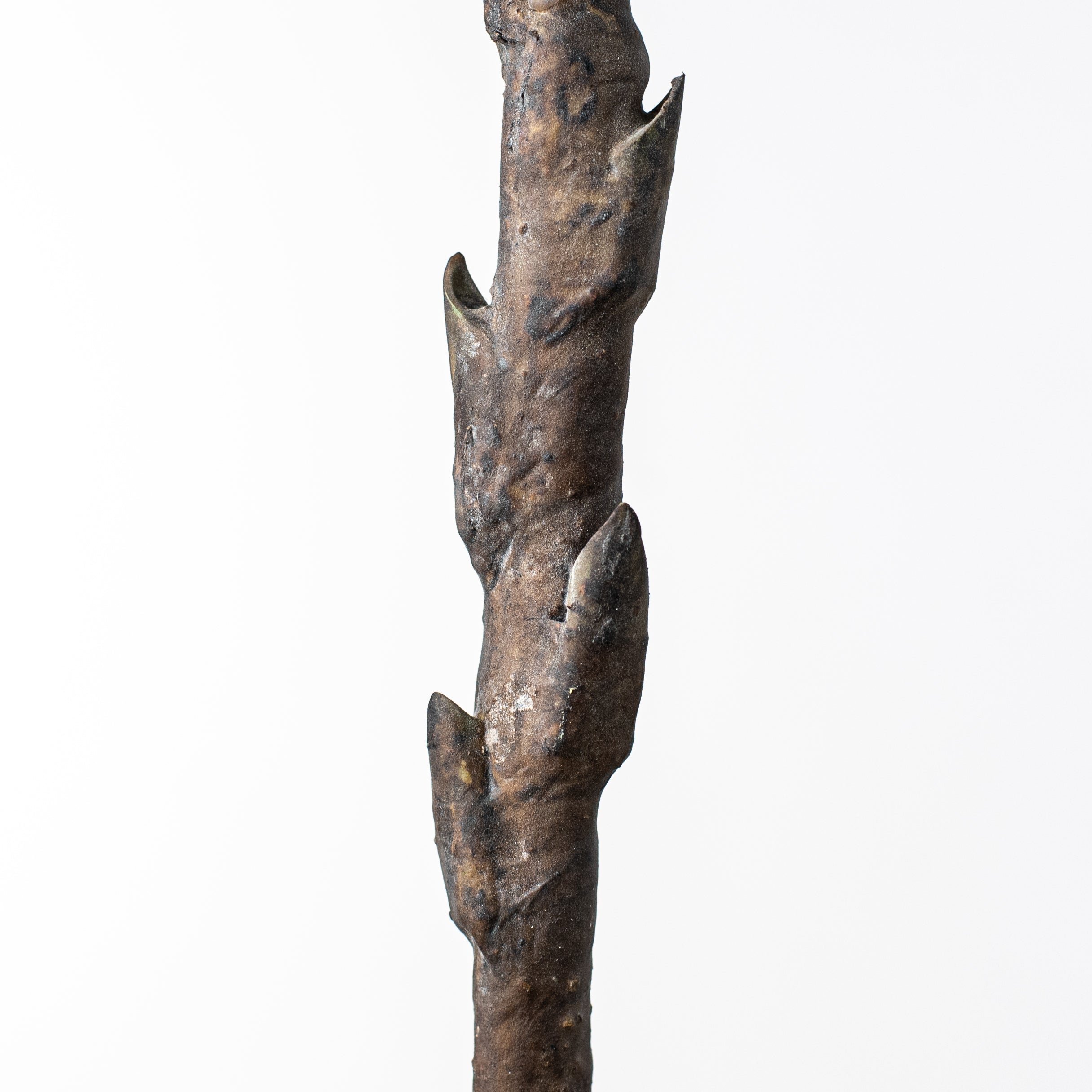 28" King Protea Stem detail photo 4